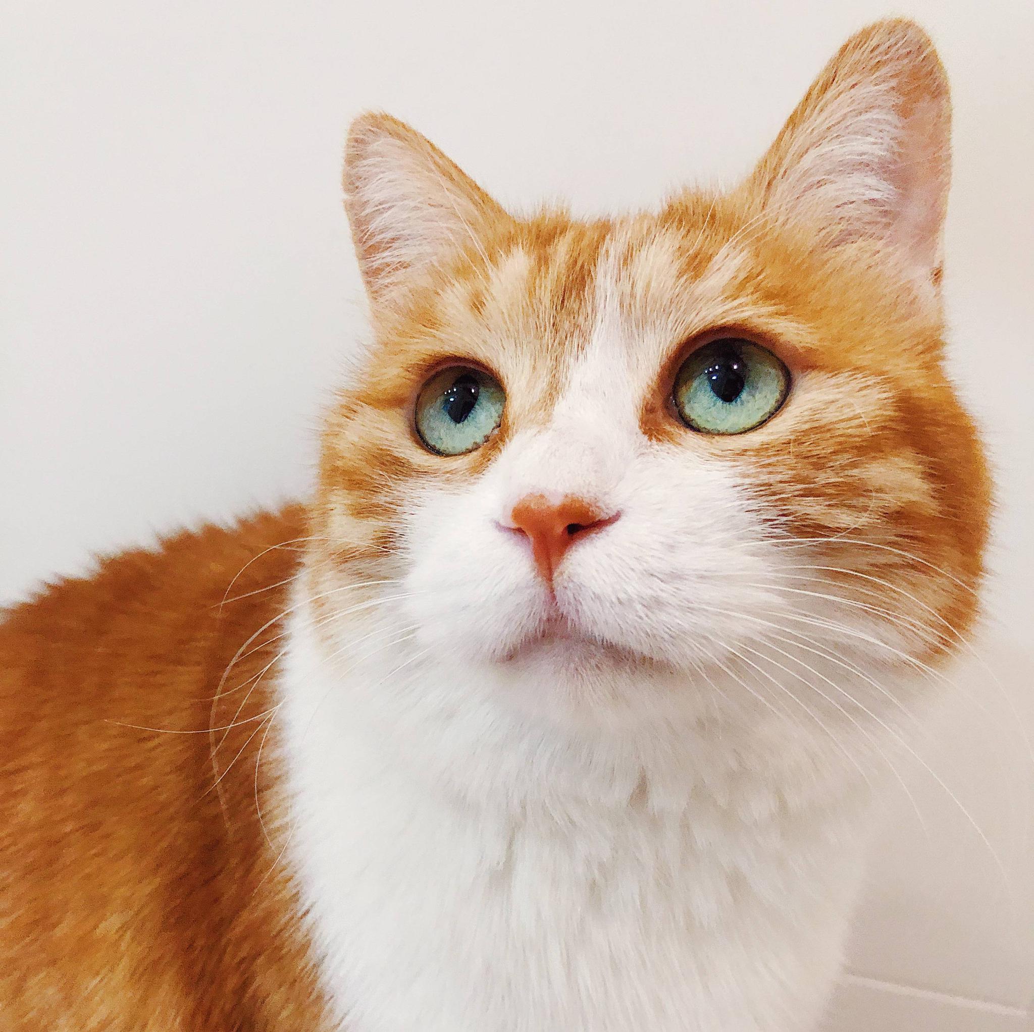 橙猫剃毛后的肥胖身影,火遍朋友圈和抖音,怎么为猫咪控制体重?