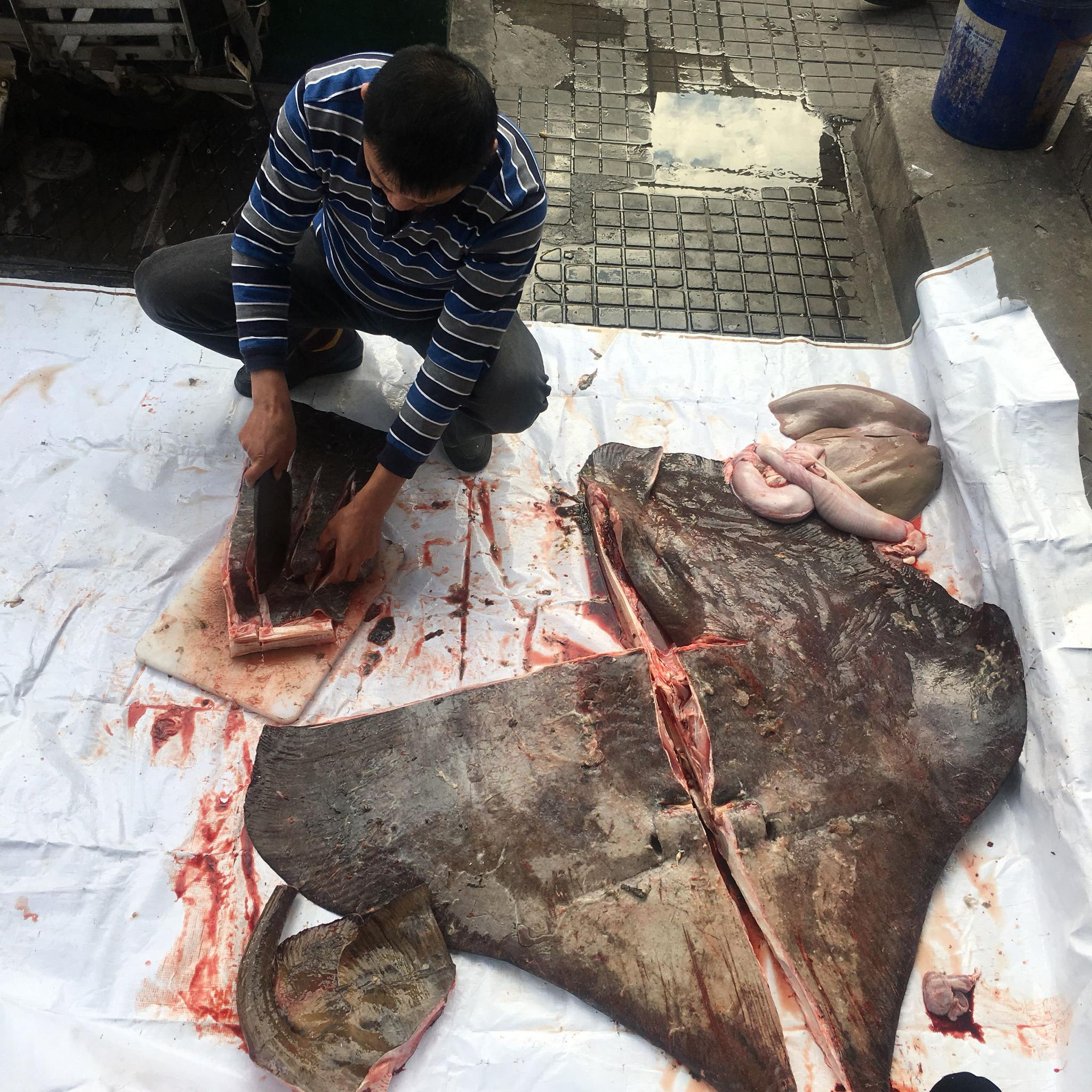 天啊,原来魔鬼鱼是这样子被杀的,好怕怕