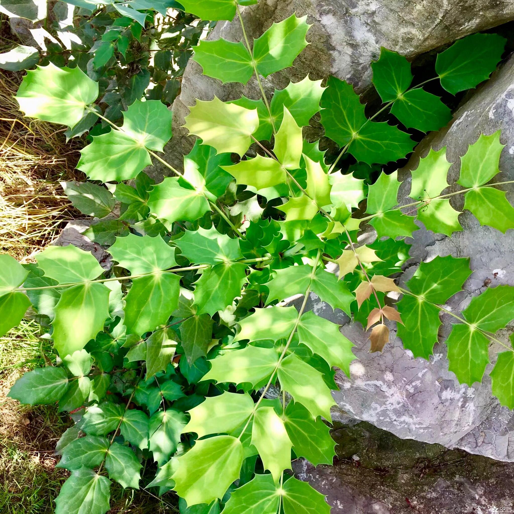 植物摄影阔叶十大功劳