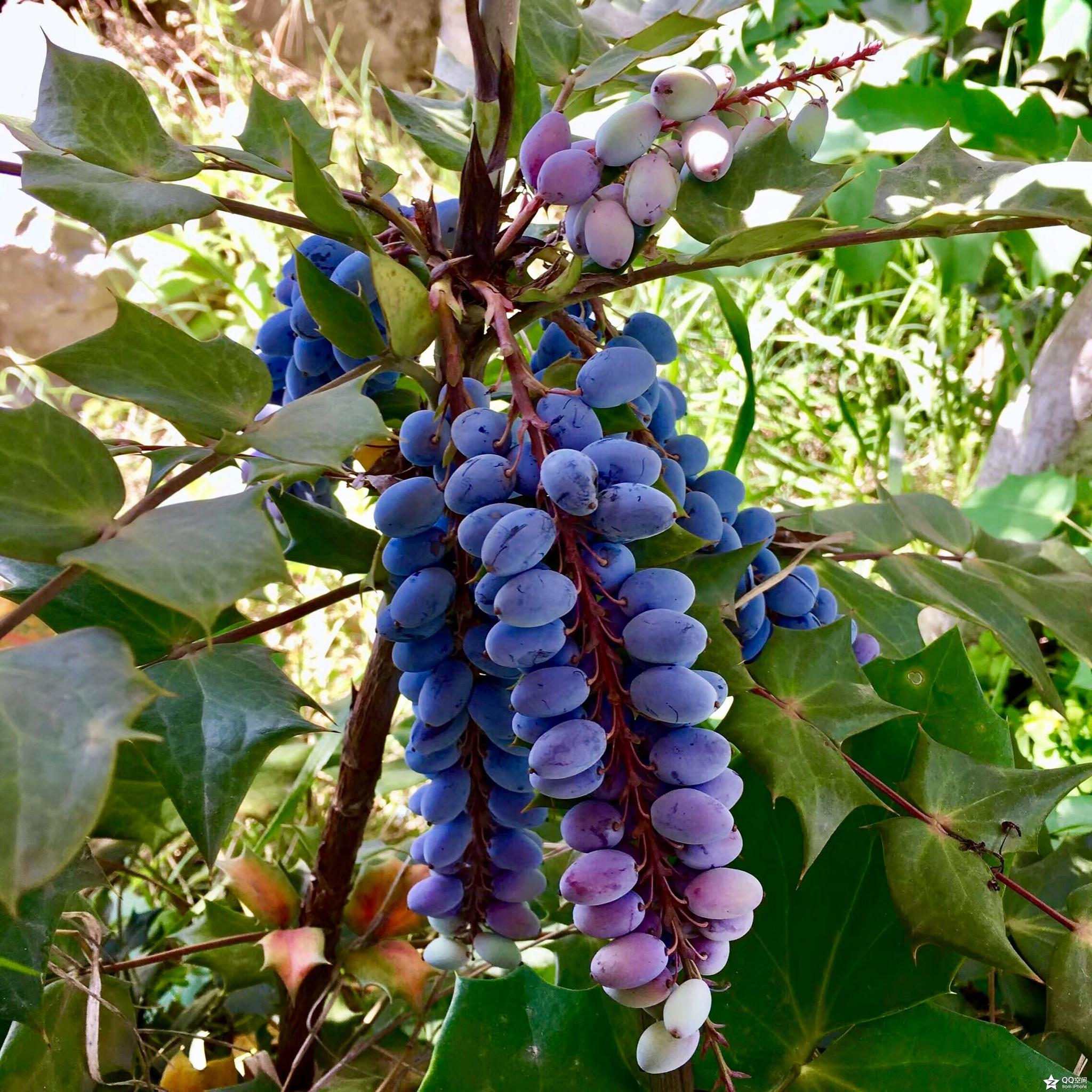 植物摄影阔叶十大功劳