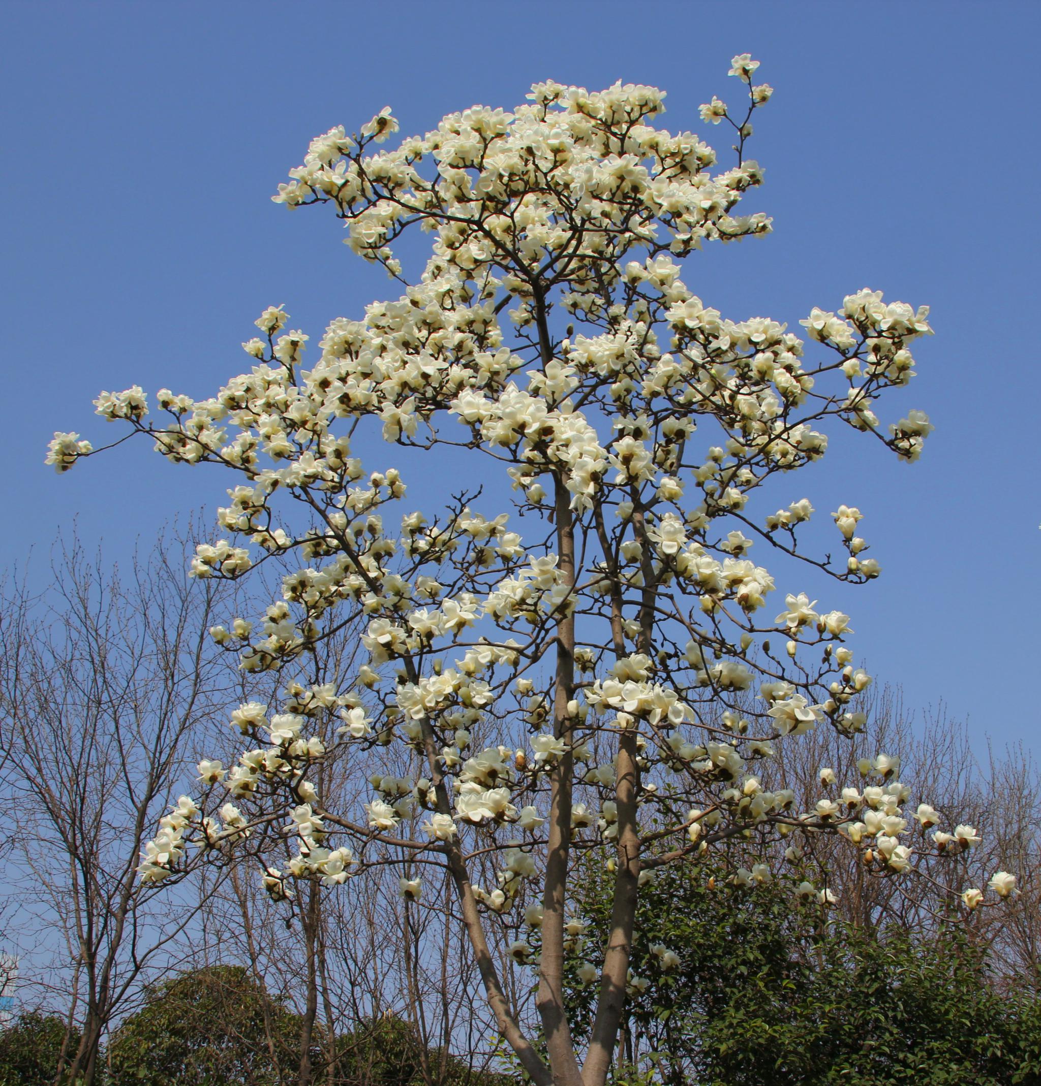 玉兰等,花白色,大型,芳香,先叶开放,是我国北方早春重要的观花树木