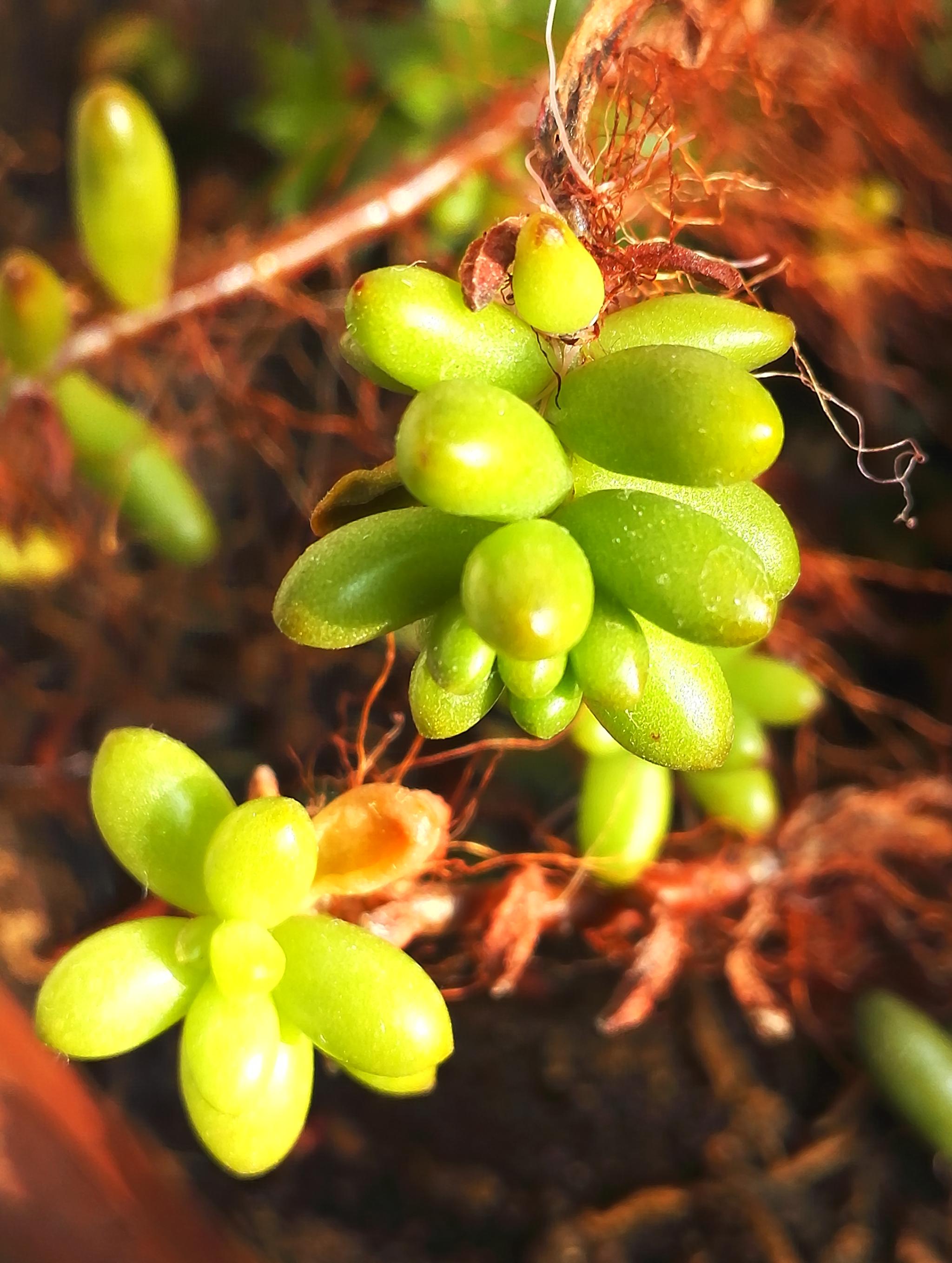 虹之玉多肉植物