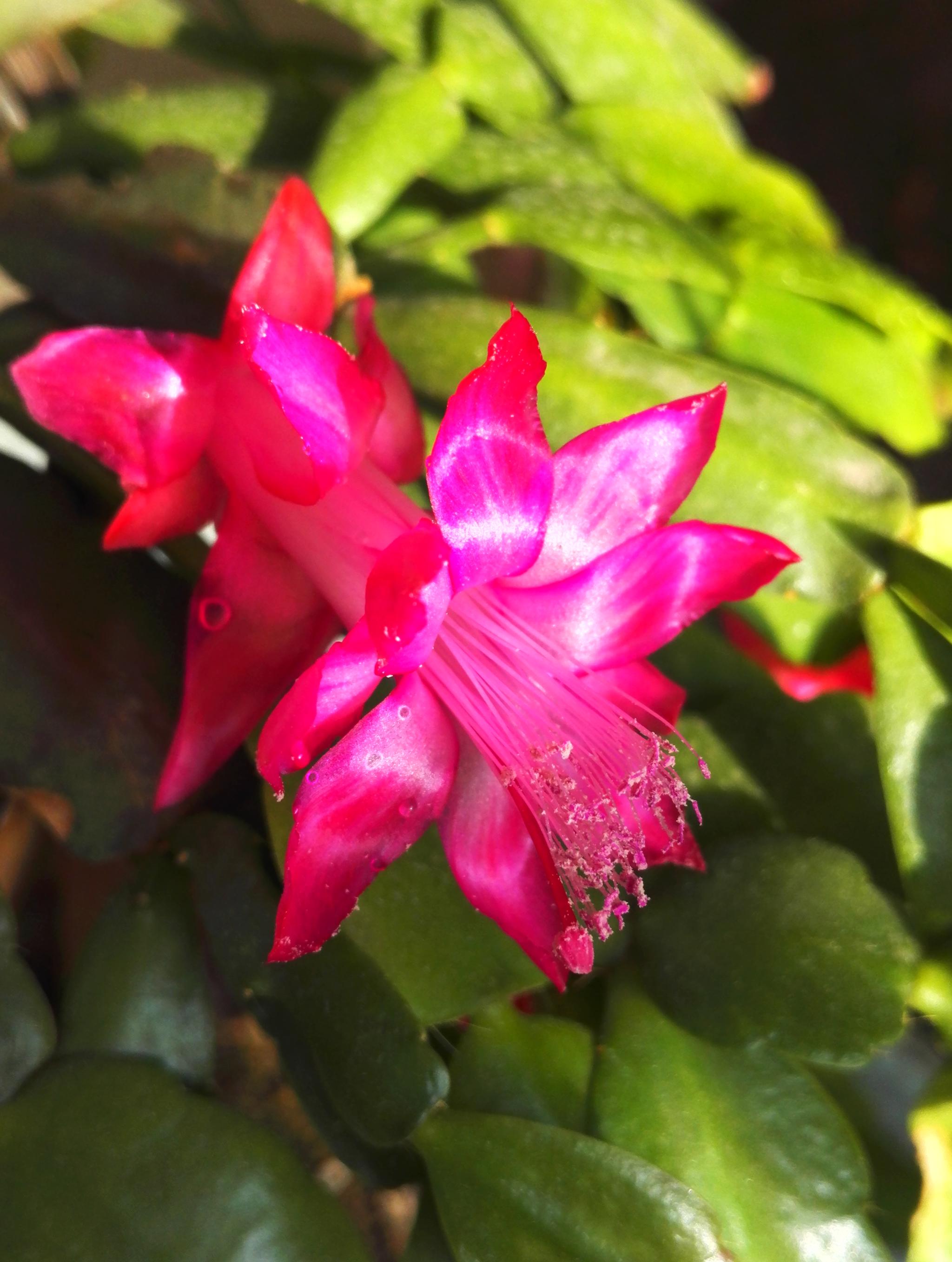 植物花卉,蟹爪兰