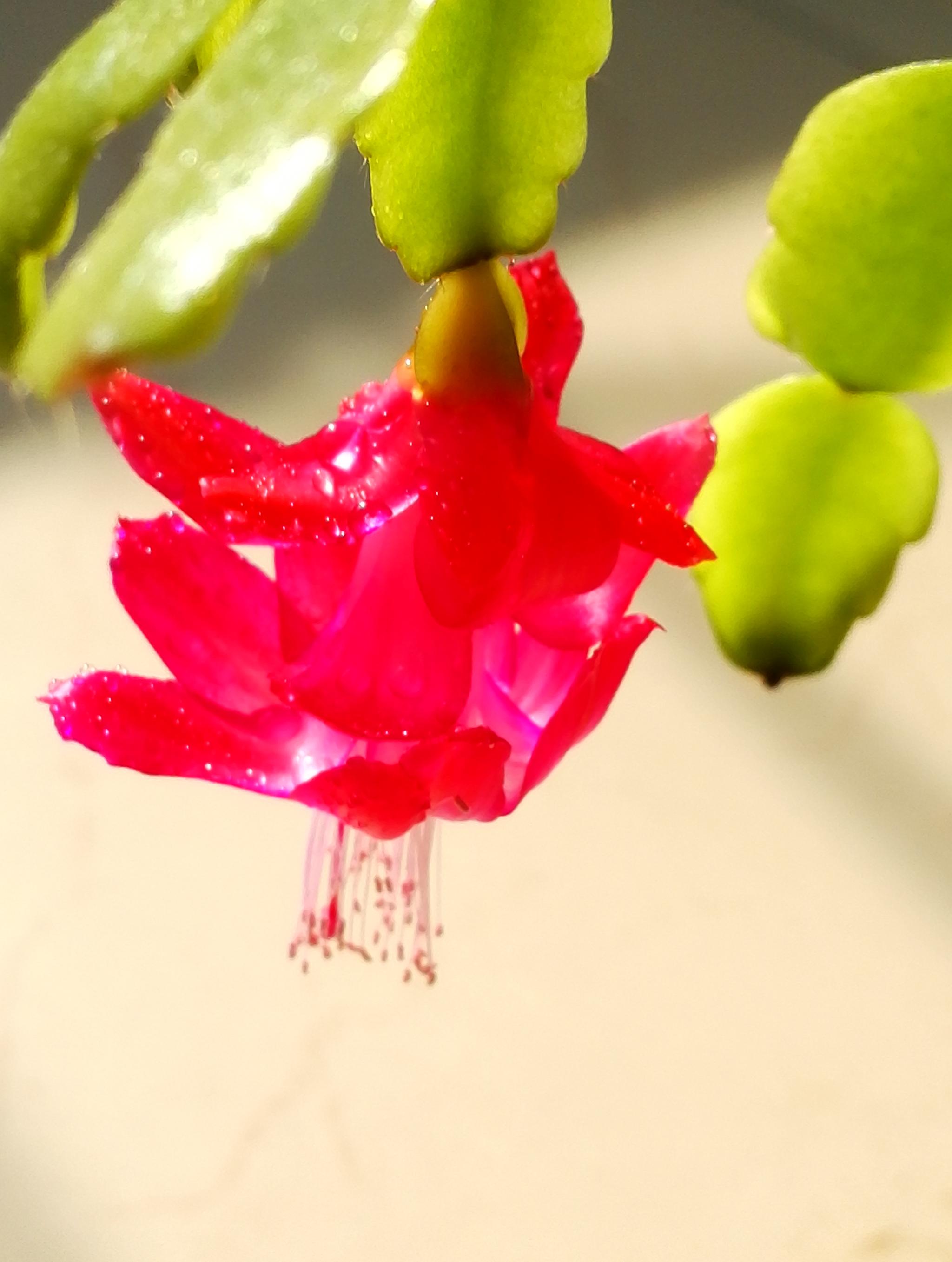 植物花卉,蟹爪兰