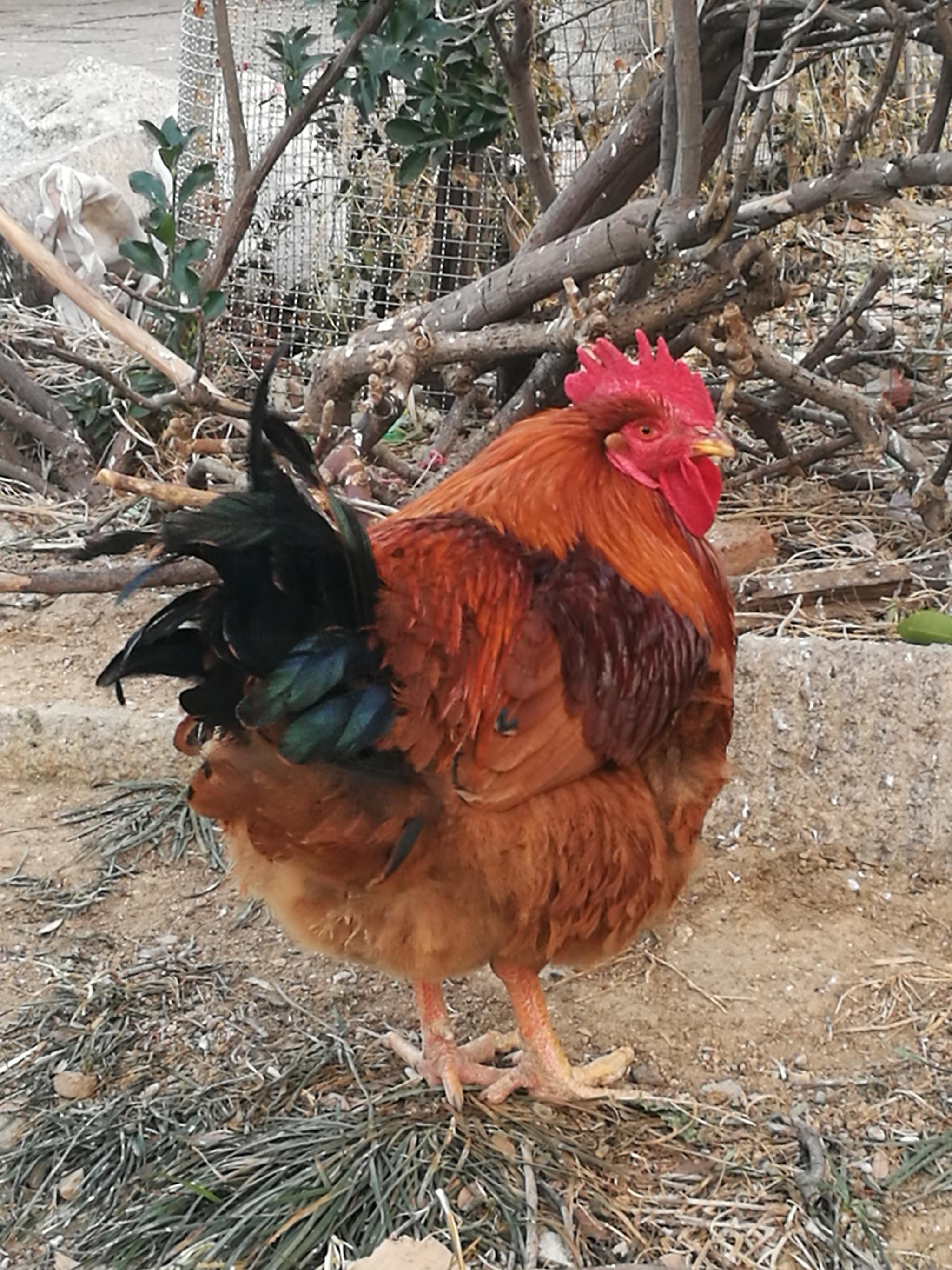 动物篇鸡年拍鸡