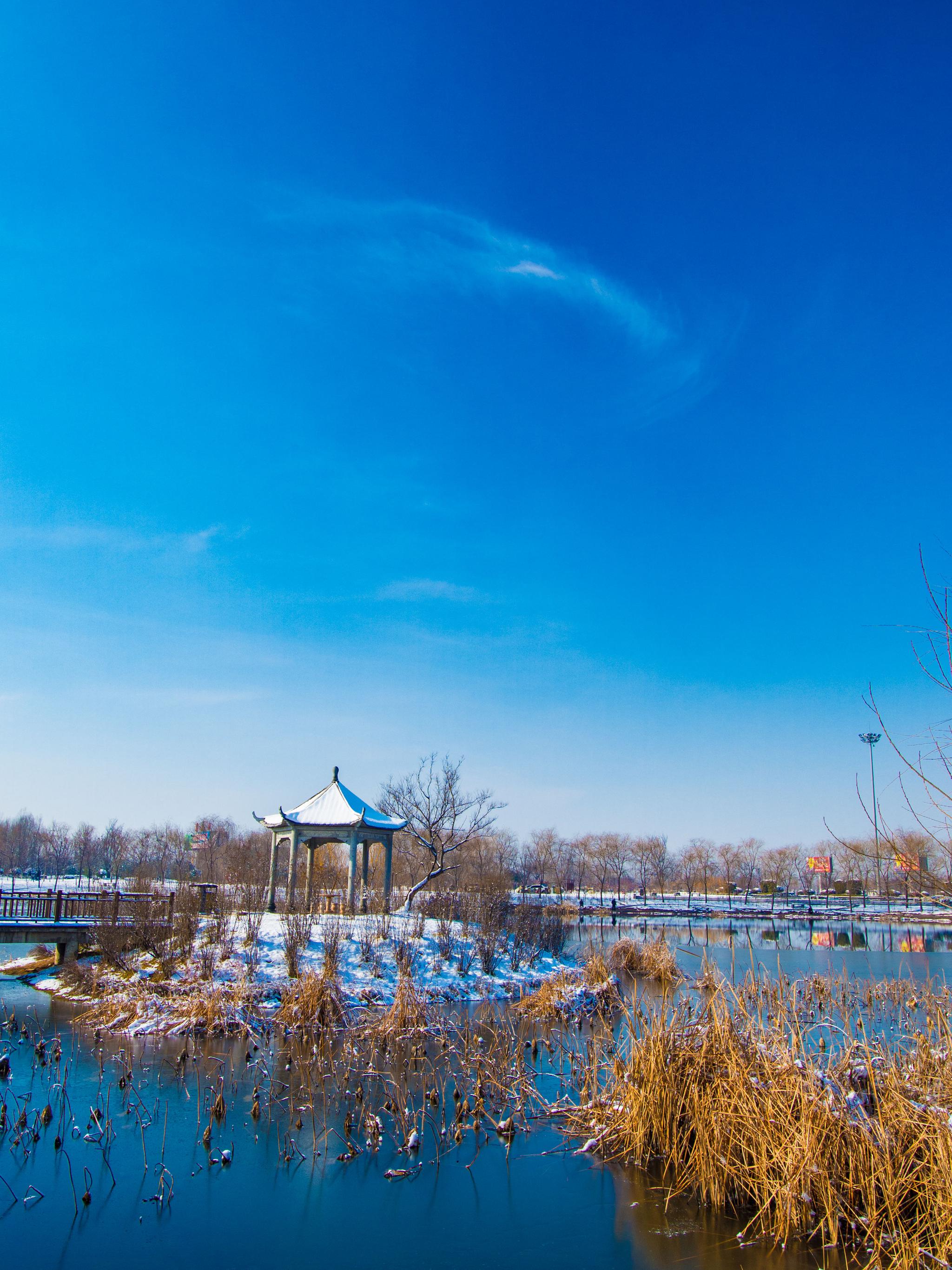 雪后的滕州北辛植物园