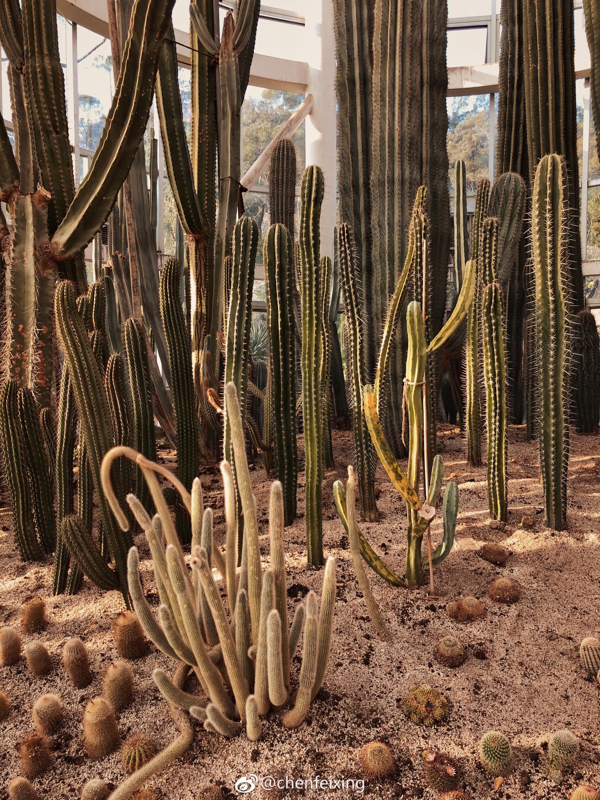 拍到大漠风的仙人掌by iphone x