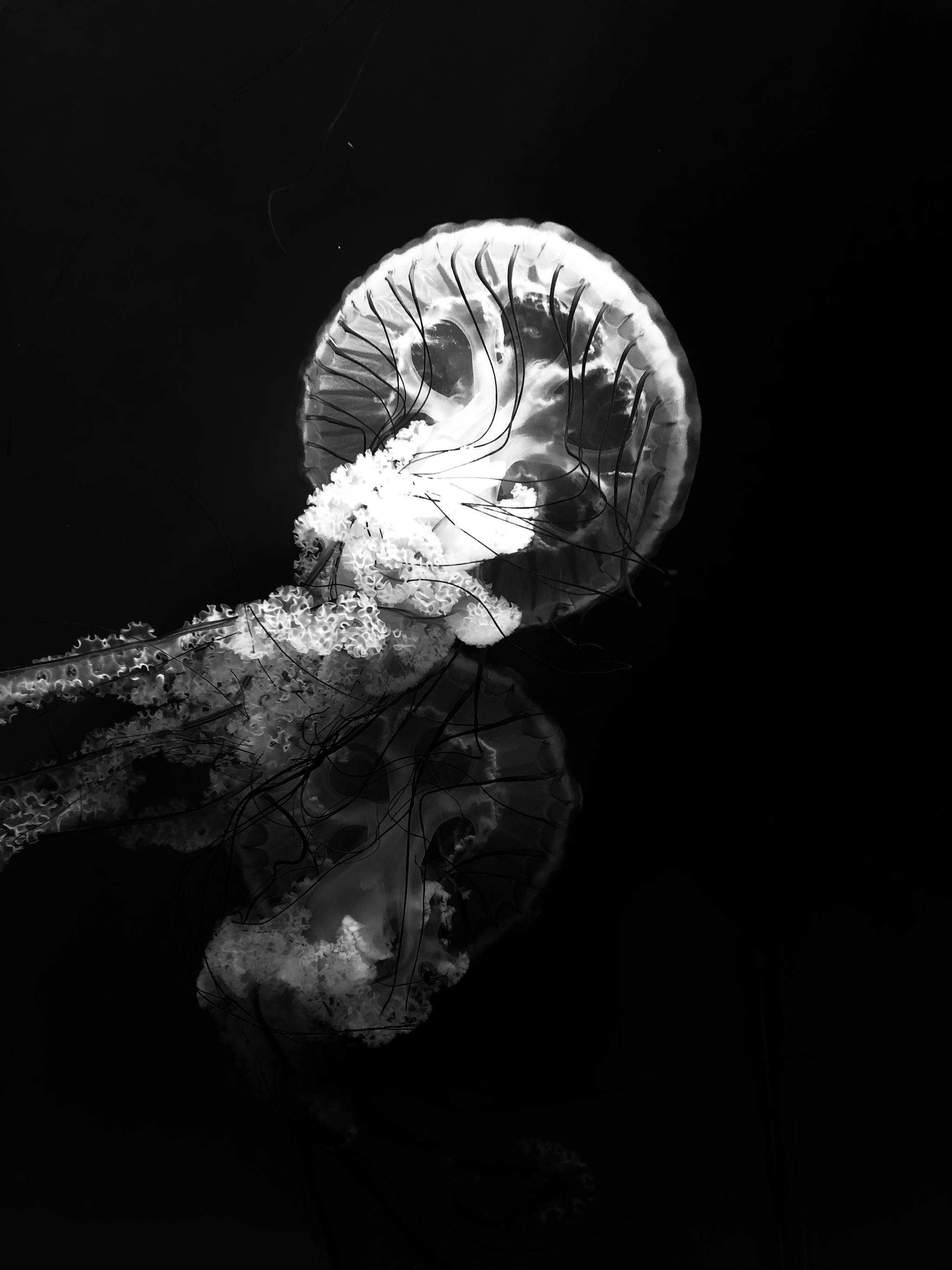 水母如花绽放 | iPhoneX拍摄于深圳欢乐海岸