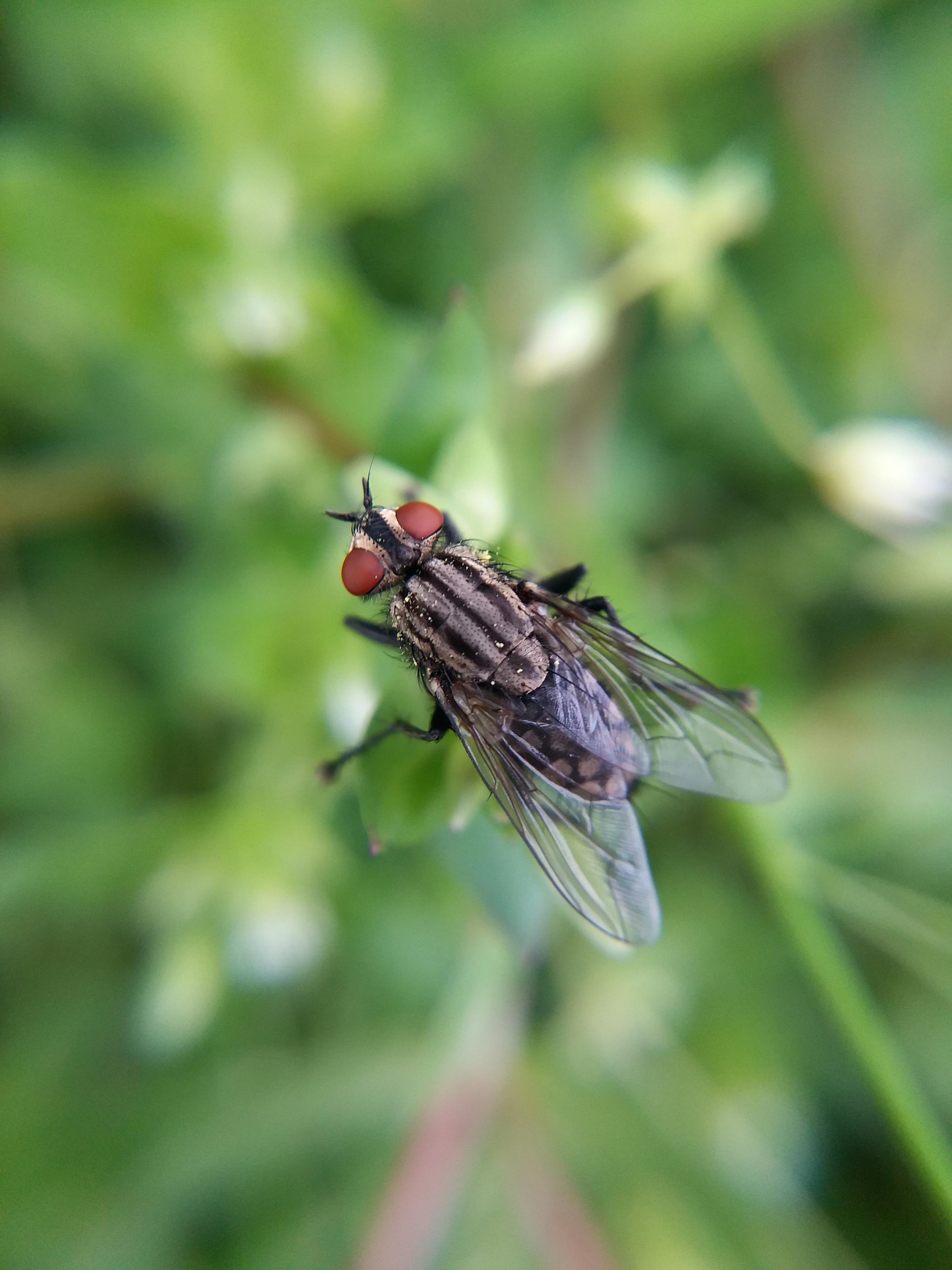 老虎苍蝇一起打|苍蝇|老虎_新浪新闻