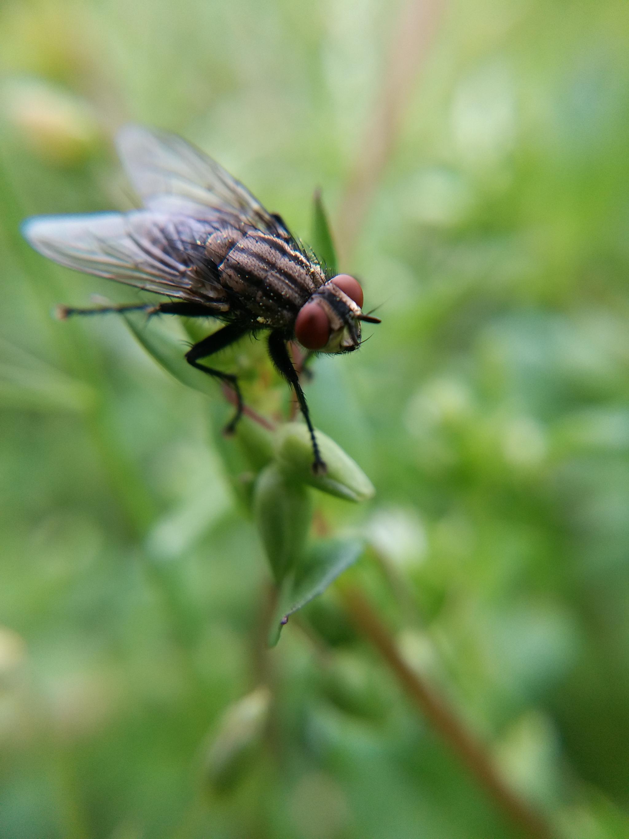 老虎苍蝇一起打