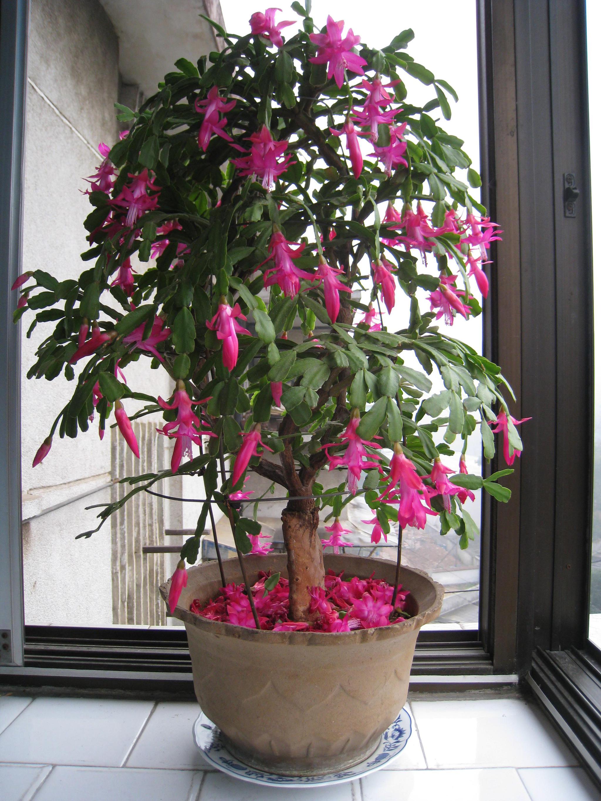 蟹爪兰这样养,保准开爆盆,还不会落花落蕾!