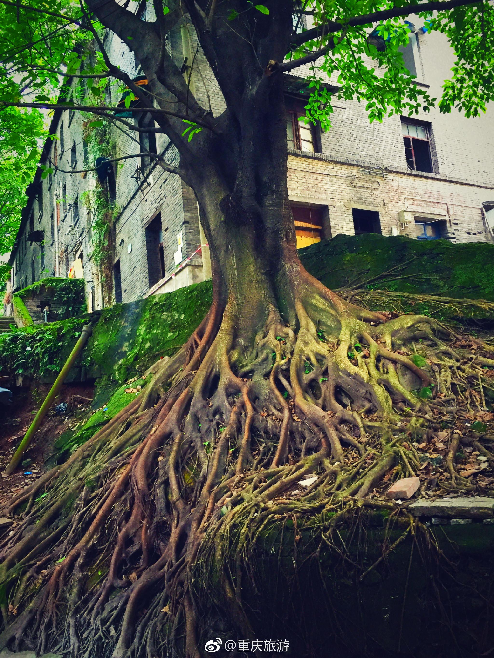 房外,墙上,峭壁上的百年黄桷树见证着这个城市的时光.在重庆