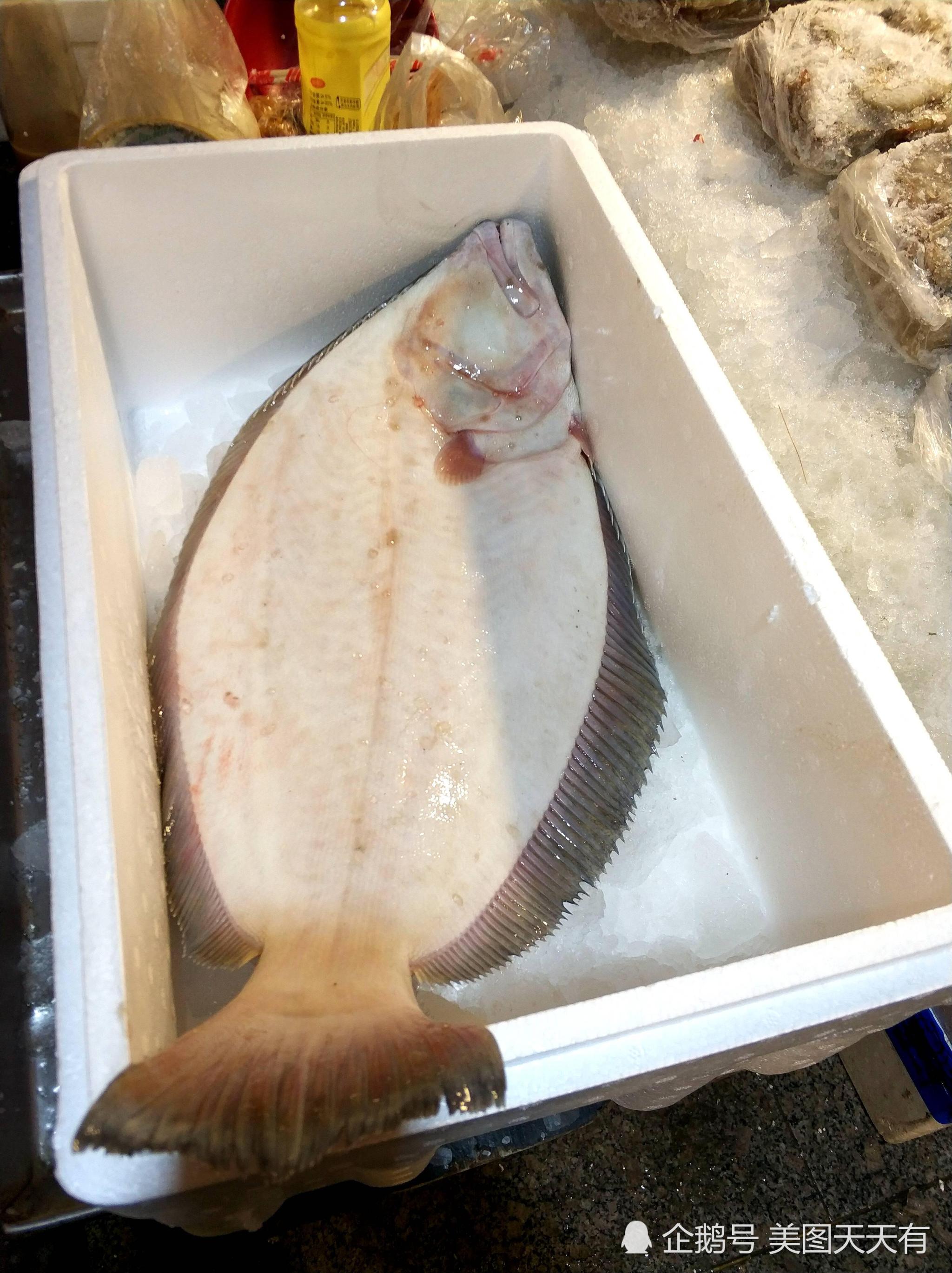 年关将近 青岛海鲜日渐走俏 锅盖大鸦片鱼50一斤 特色搭配受欢迎|海鲜