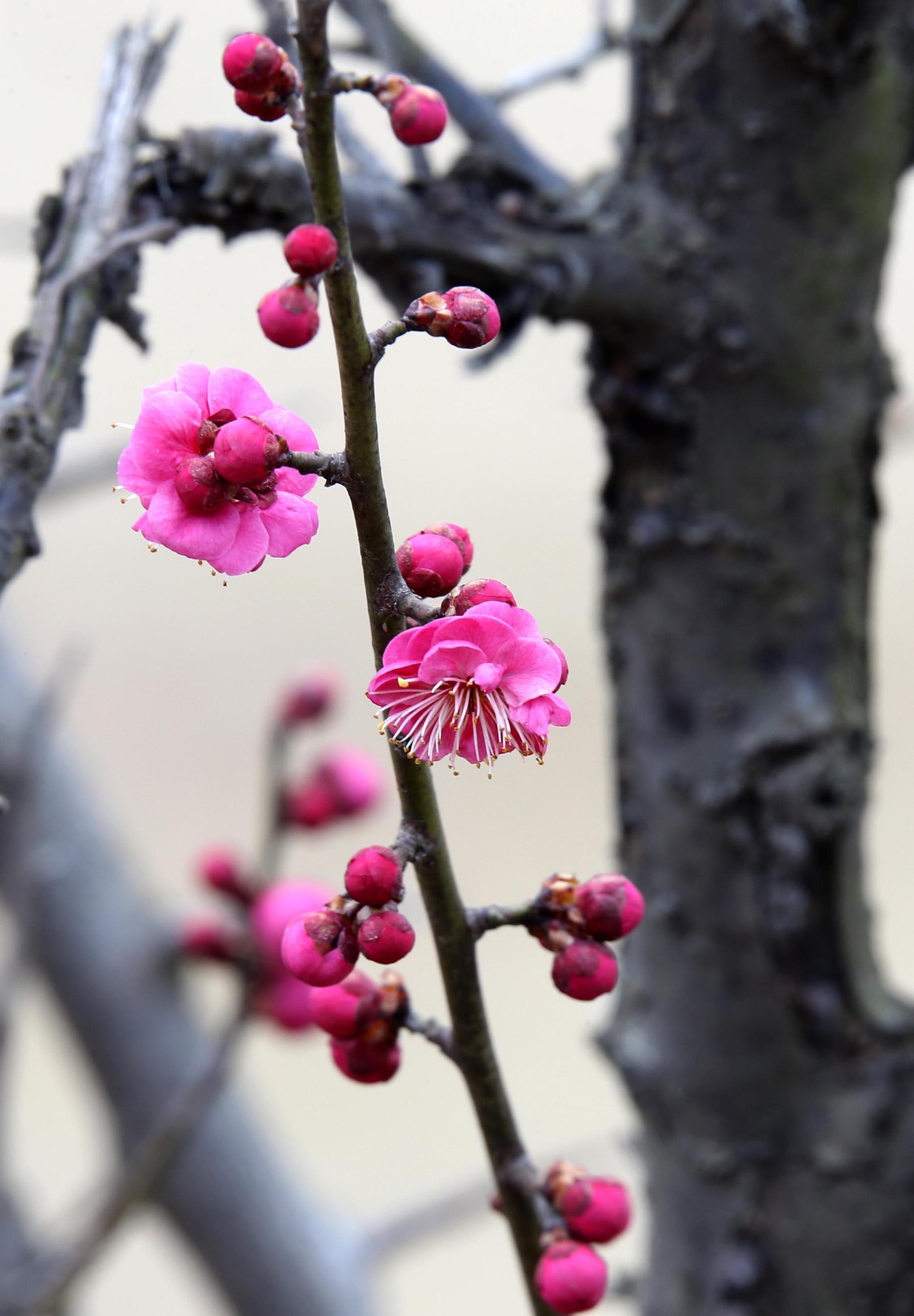 宿迁:长镜头里的三台山五彩梅花