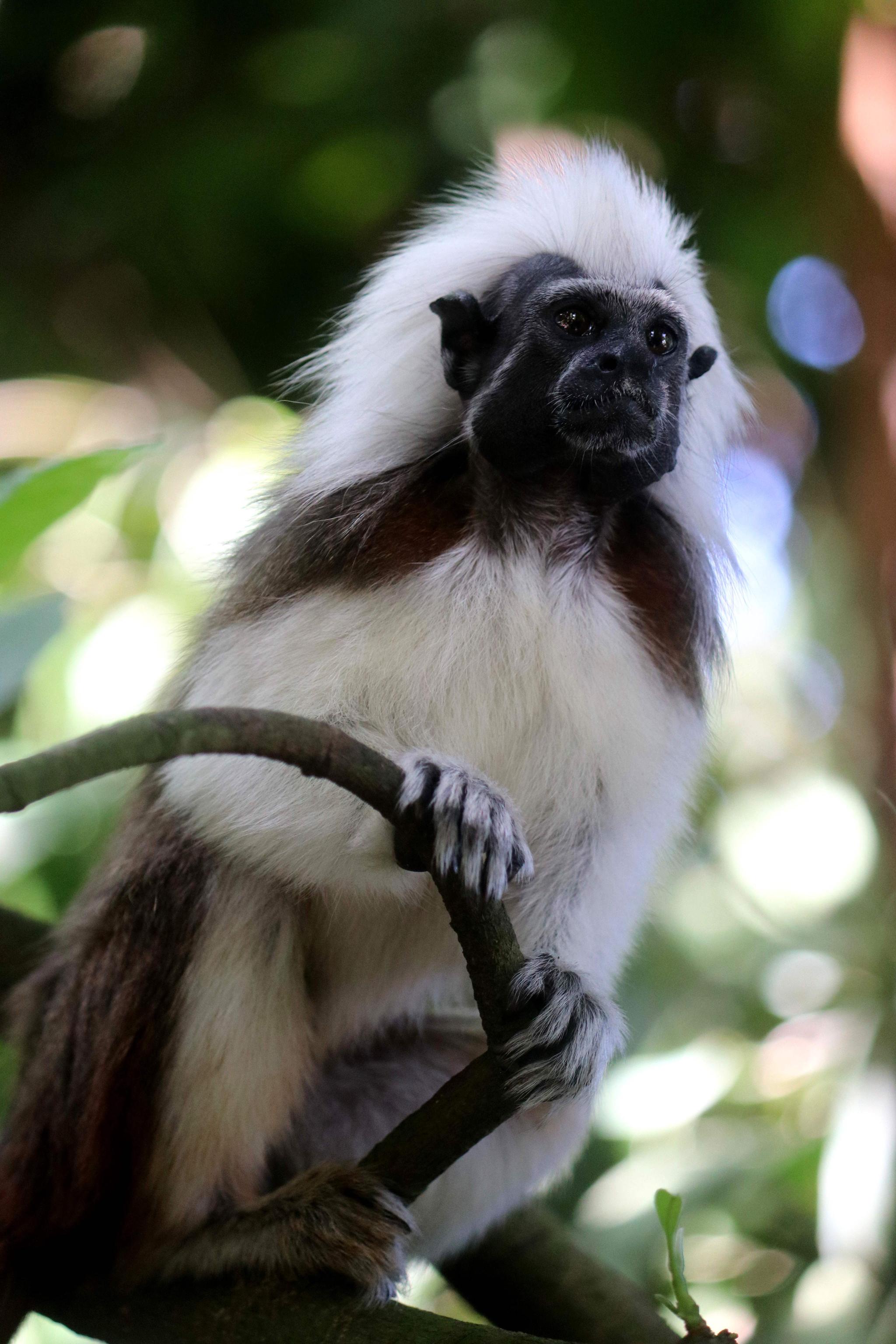 《躺在床上环游世界》新加坡动物园游览(多图预警!~)