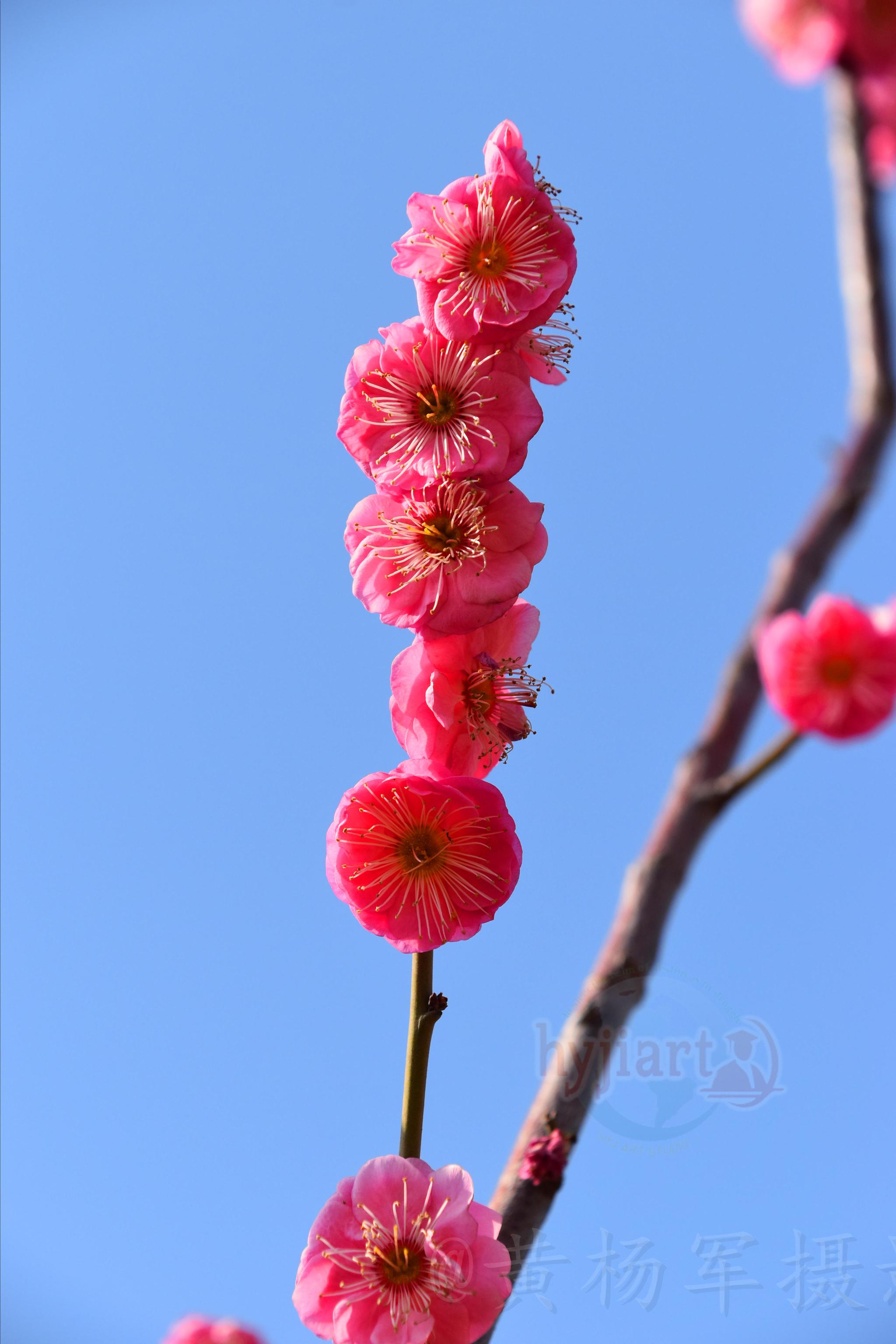 【蓝天下的红梅】