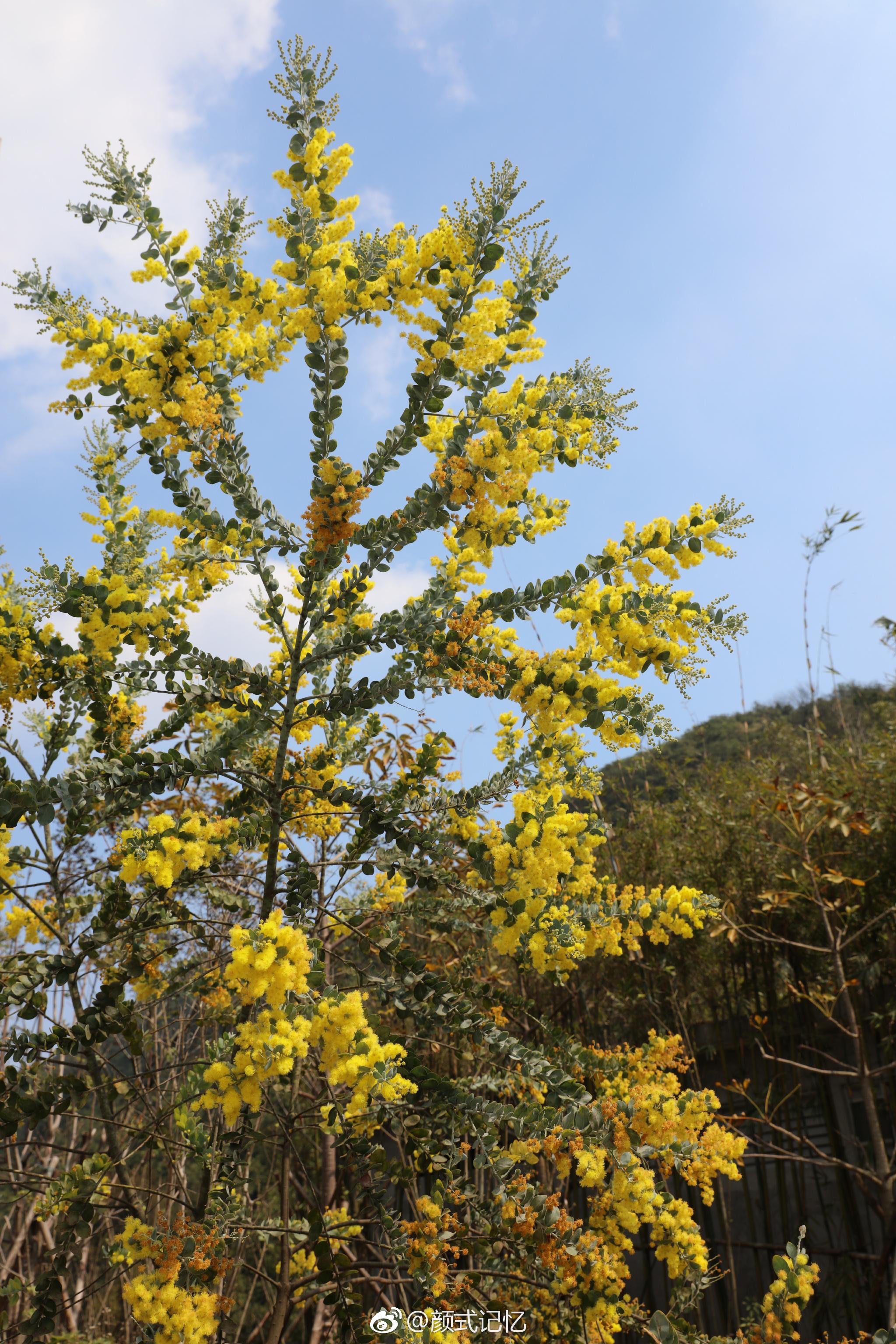 分享图片:山上山花开一一银叶金合欢花(珍珠相思,消息花