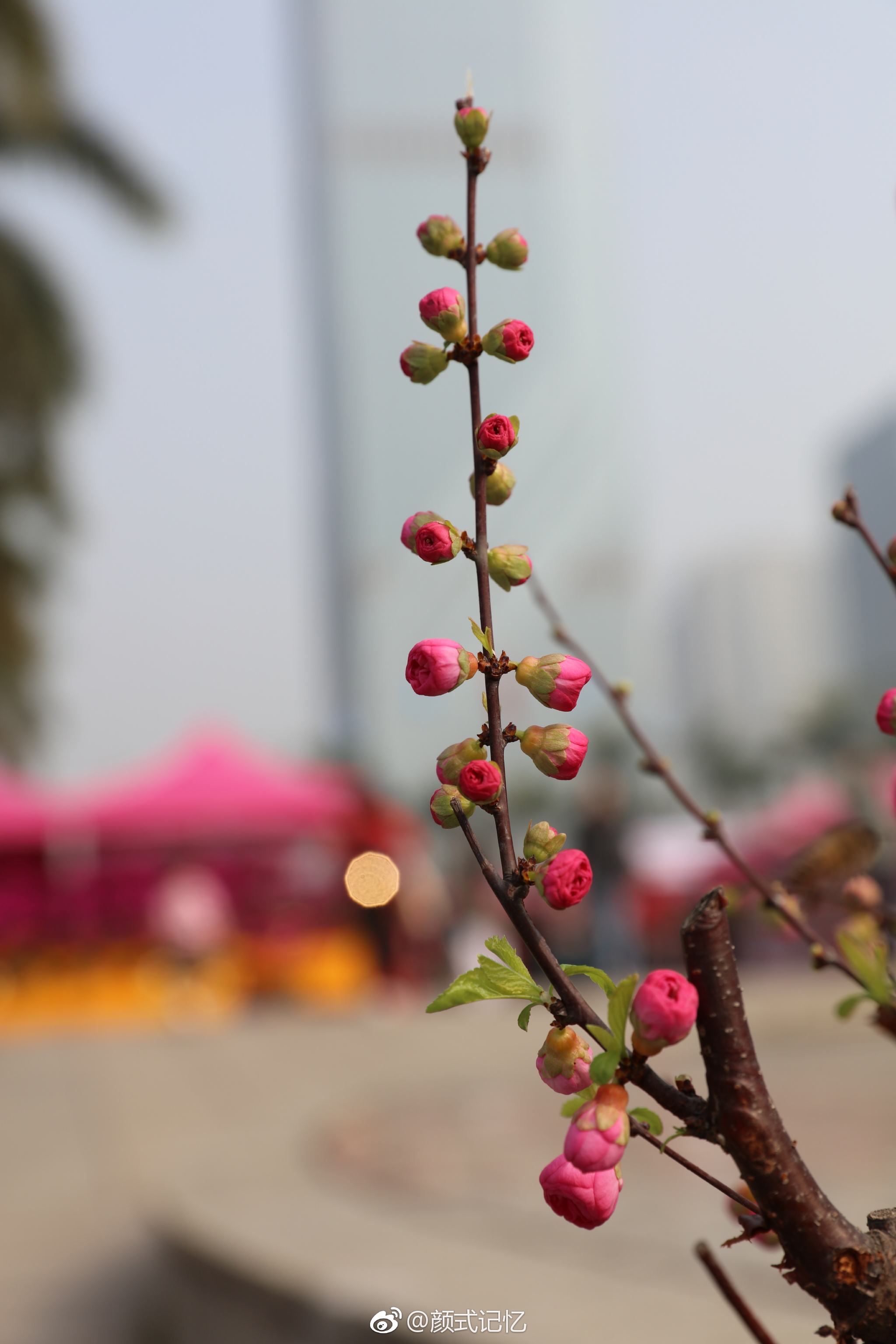 《父母爱情》中的贺红梅是谁演的