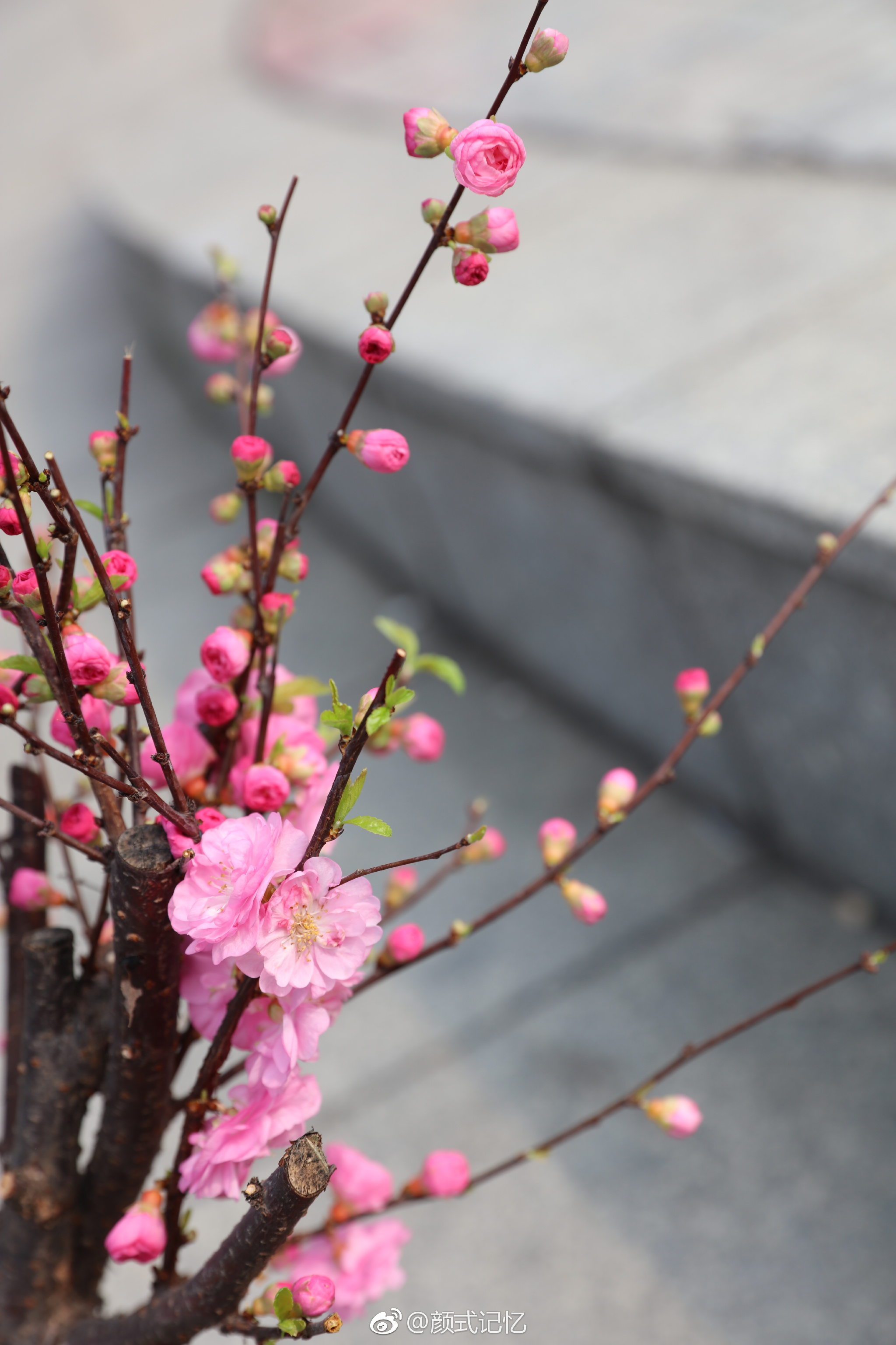 分享图片:〔拜年啦〕红梅迎春笑(春光明媚)一一重瓣榆叶梅花