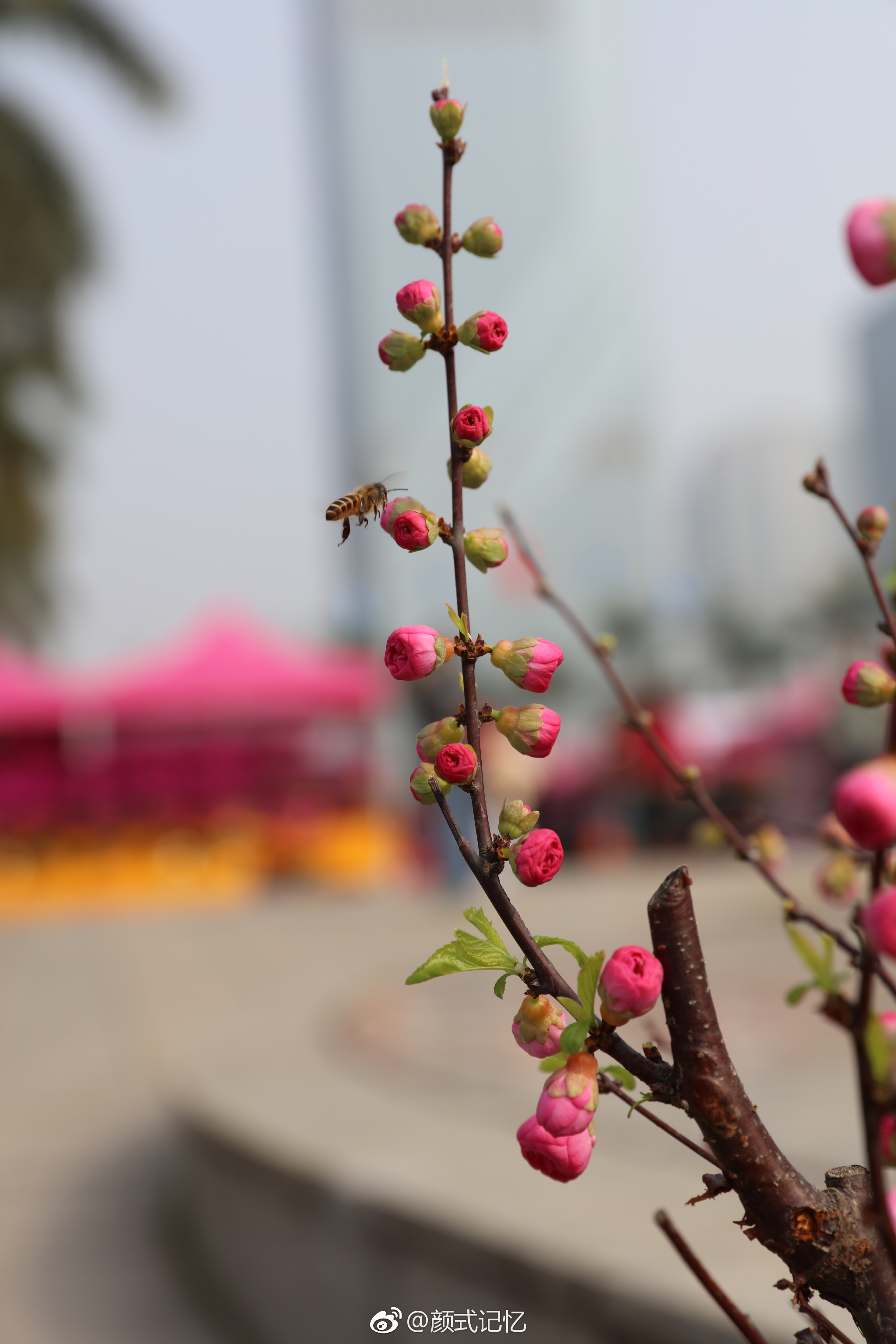 分享图片拜年啦红梅迎春笑春光明媚一一重瓣榆叶梅花