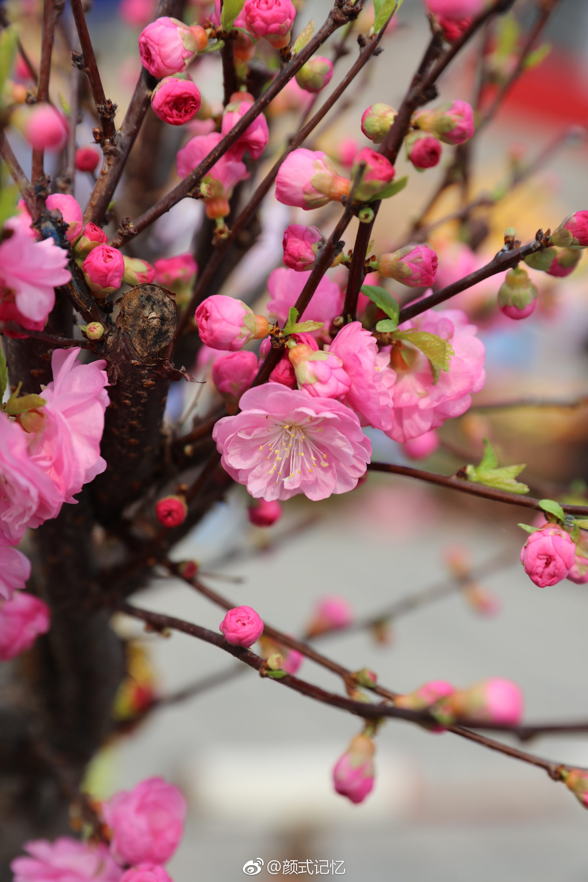 分享图片拜年啦红梅迎春笑春光明媚一一重瓣榆叶梅花