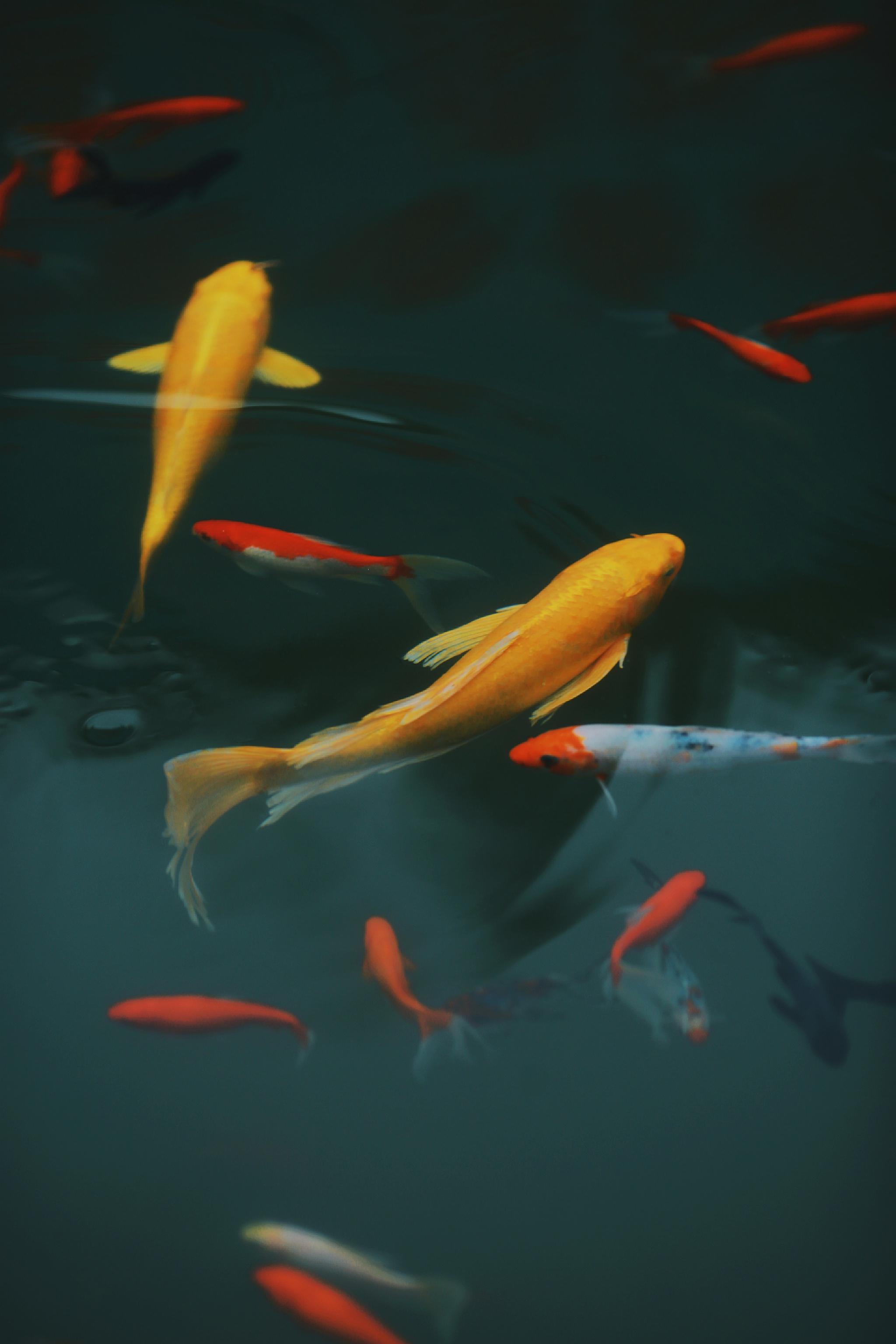 点赞这条金色锦鲤好运一整年都围绕着你676767