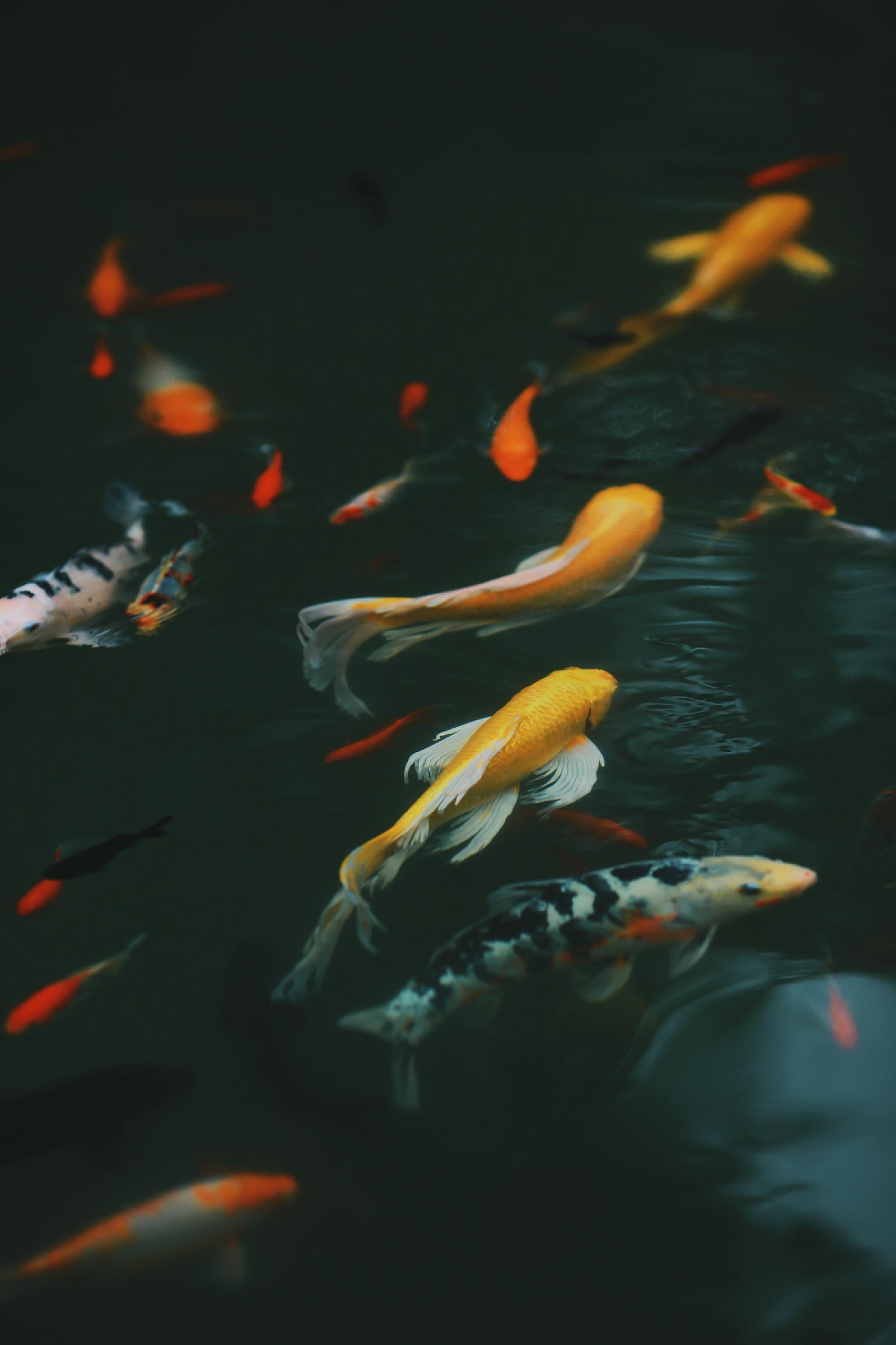 大年初五和金色锦鲤一起迎财神