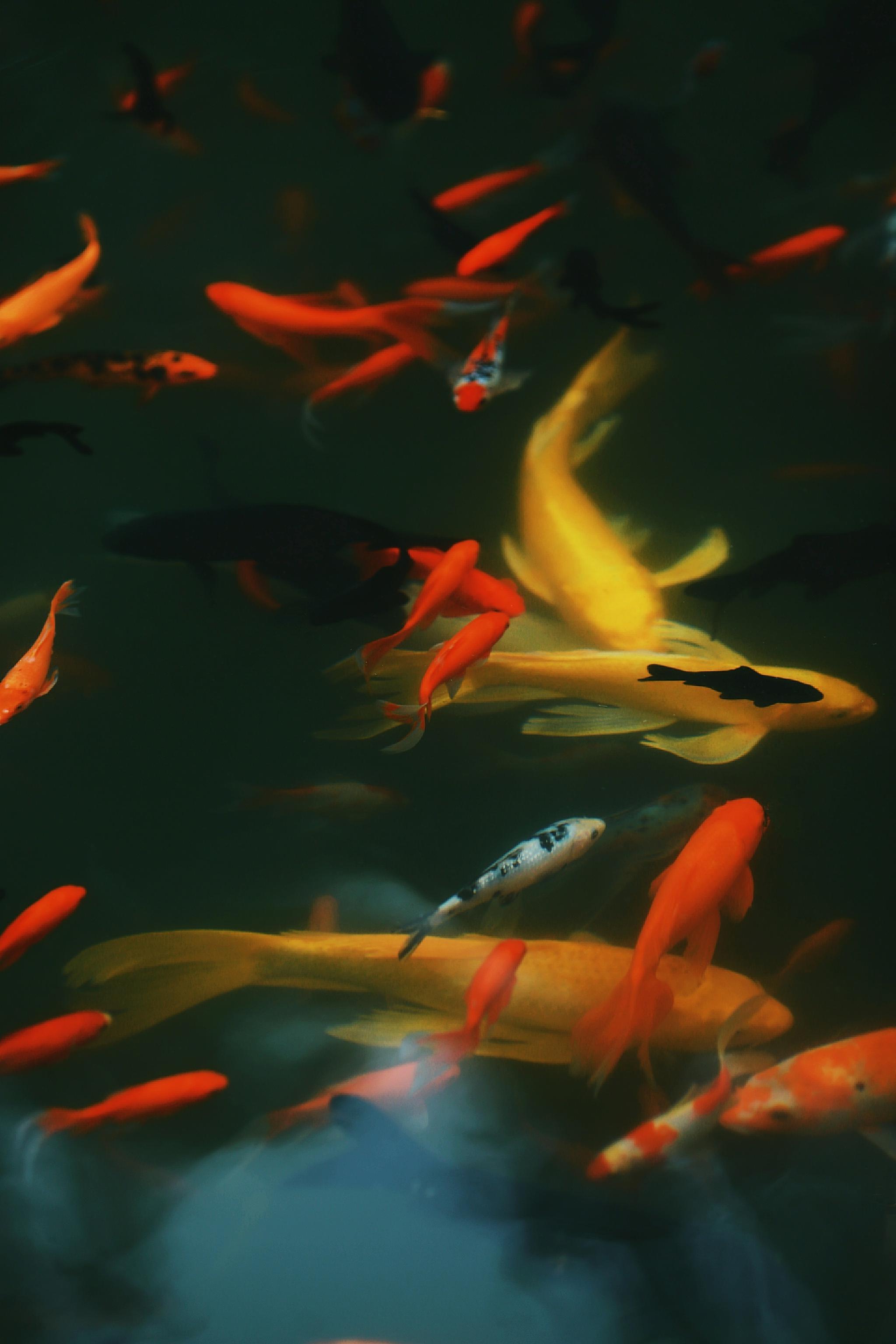 大年初五和金色锦鲤一起迎财神