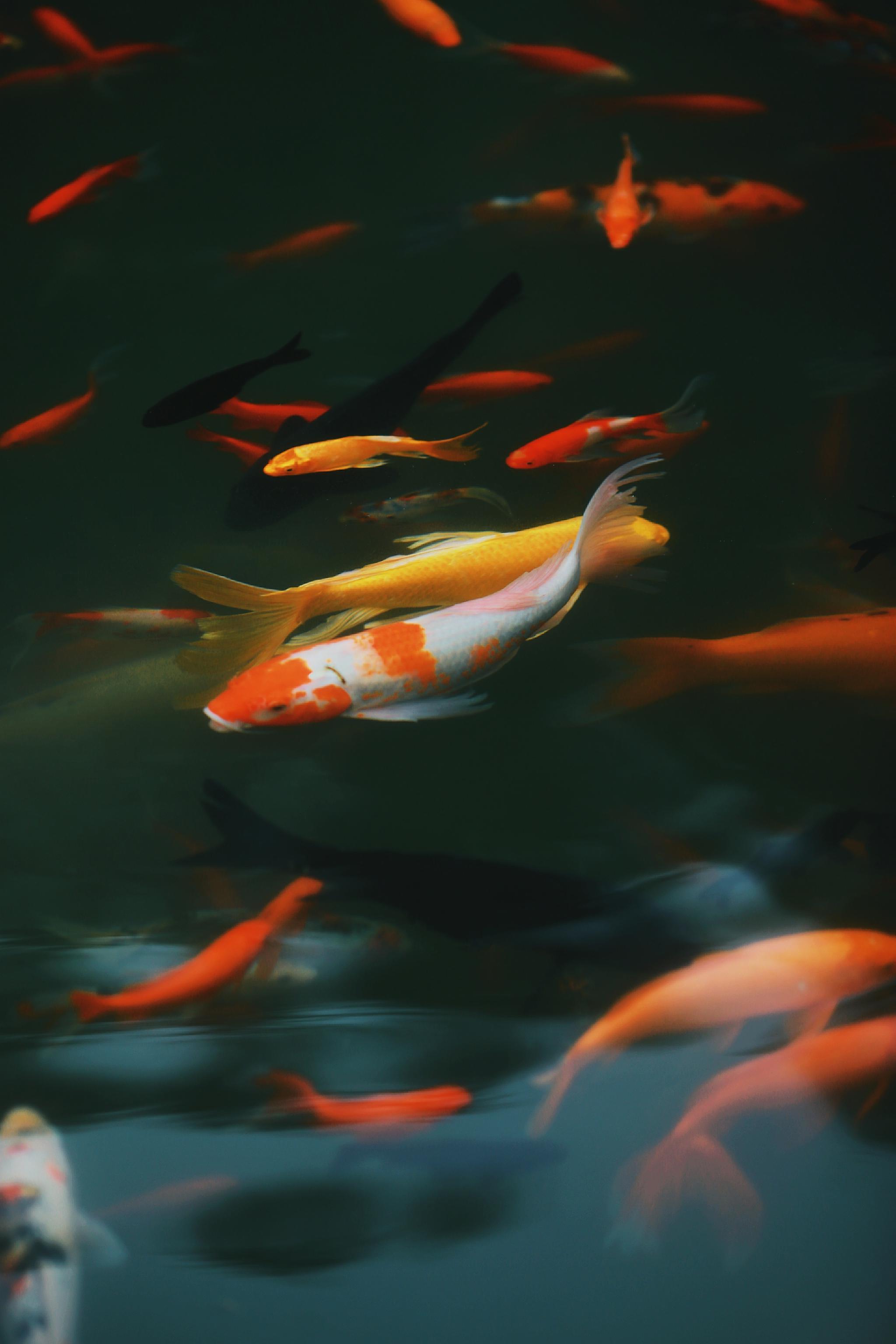 大年初五和金色锦鲤一起迎财神