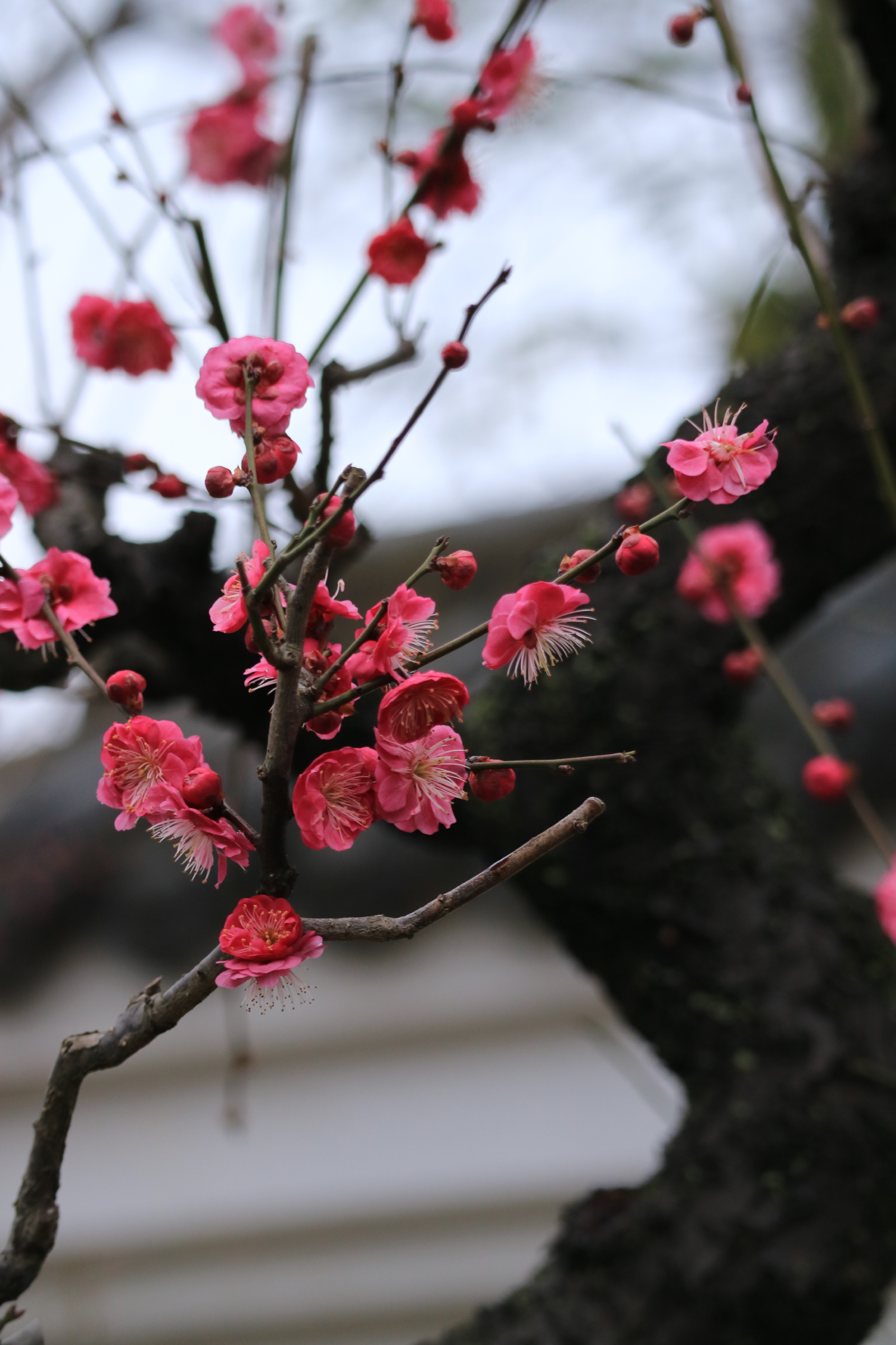 摄影梅花 我等过四季才等到你.