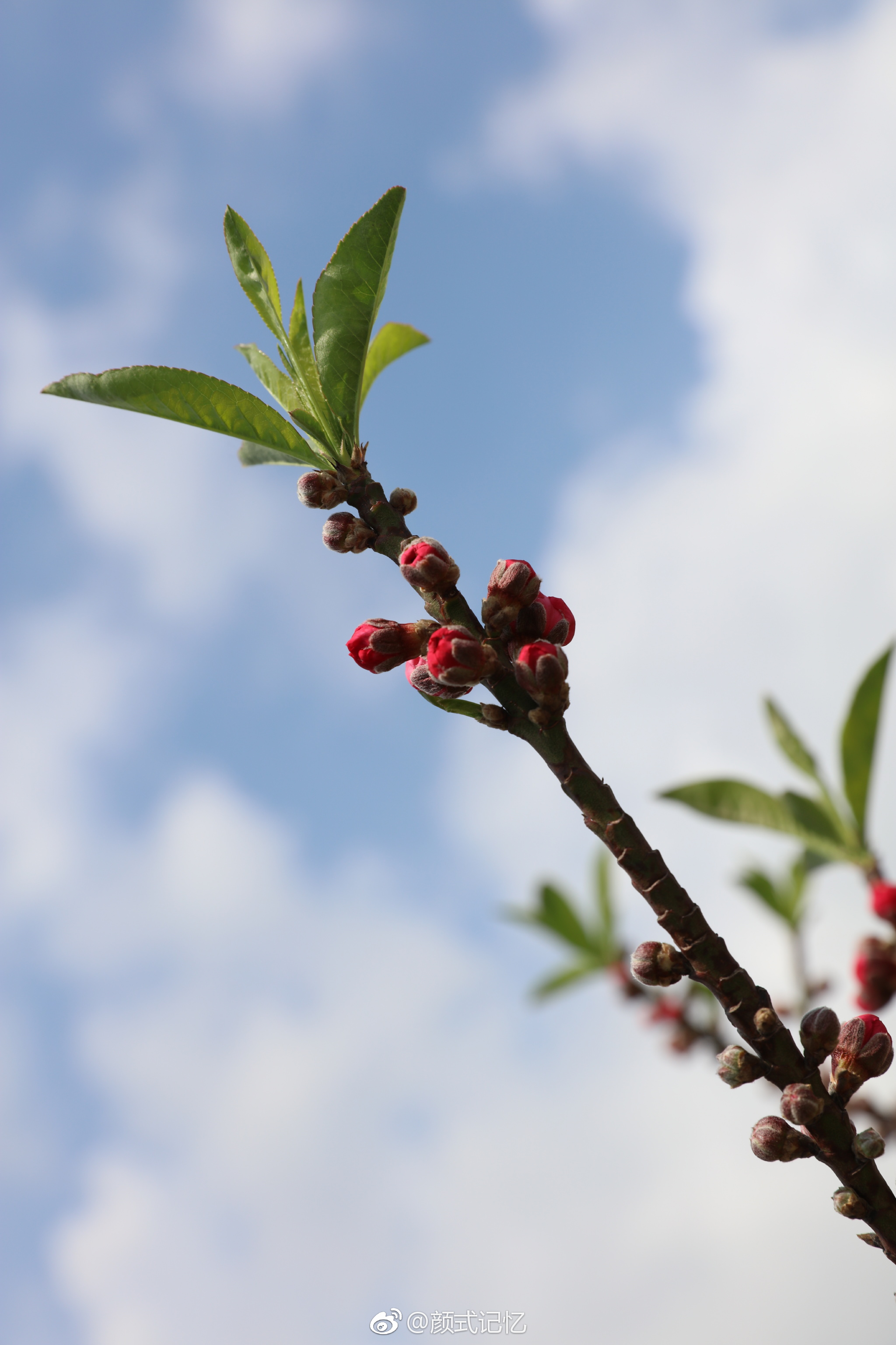 春蕾一一饱含春天的期待与冲动.(摄于天台自种桃花)