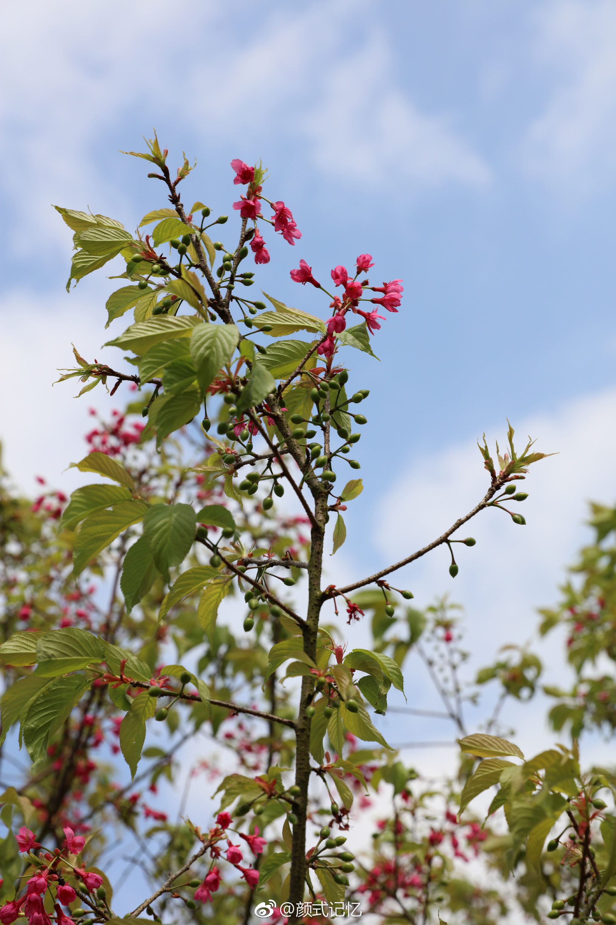 开花,结果集一树一一山上的中国红樱花,早开的花已结果