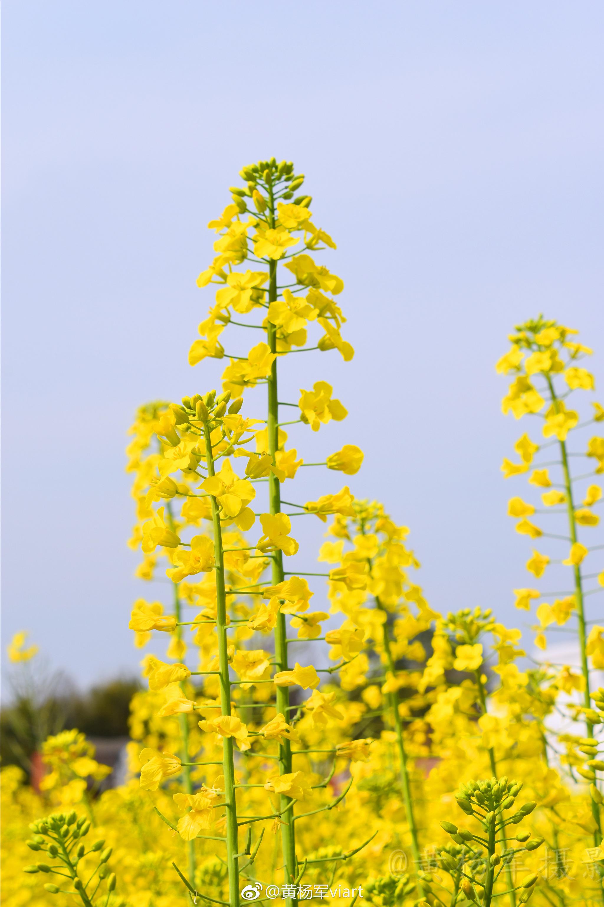 成功的花, 人们只惊羡她现时的明艳! 然而当初她的芽儿
