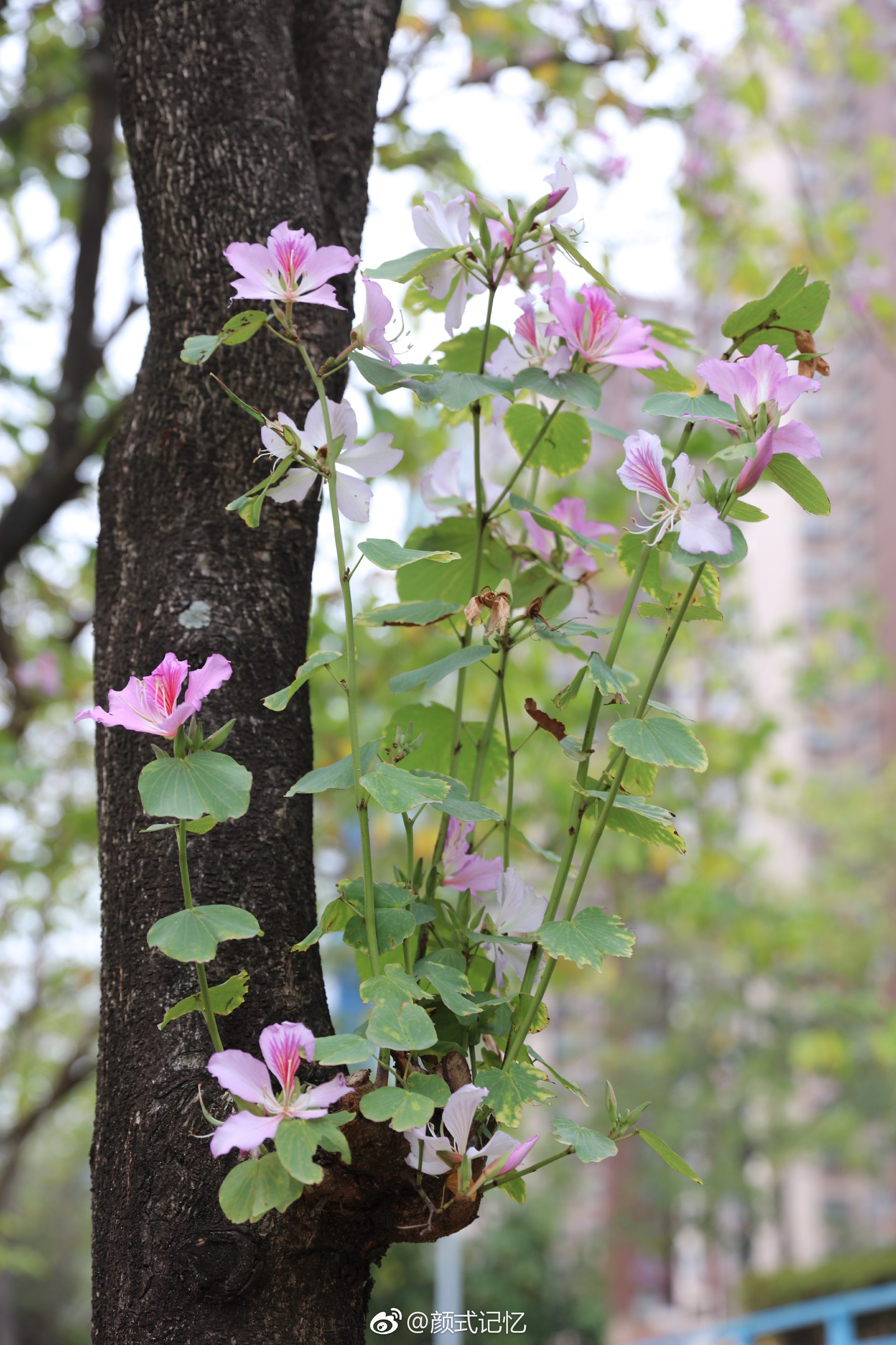 紫荆城里赏紫荆(花)一一宫粉紫荆花.摄于香港屯门.
