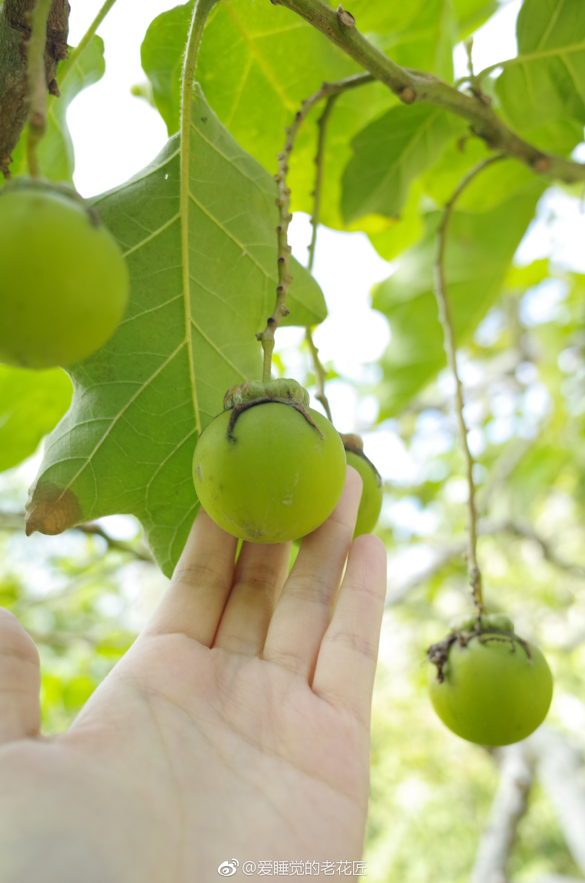 路上捡果子系列偶遇挂果树一棵绿滚滚的果子和小灯笼似的