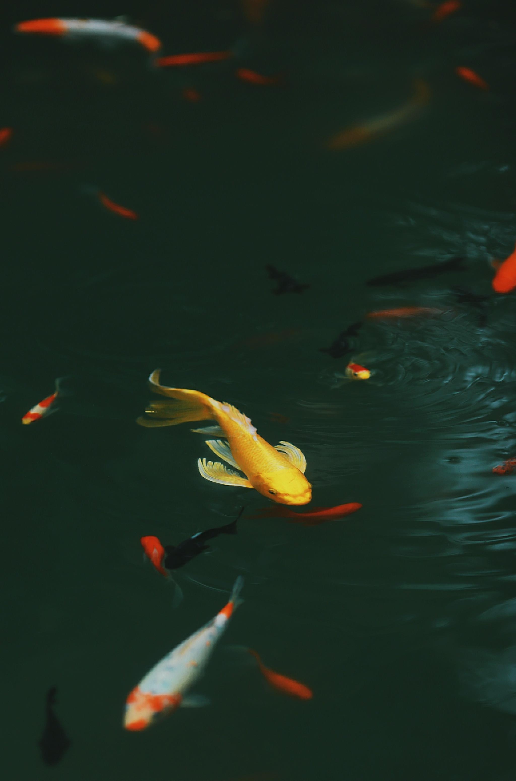 大年初五和金色锦鲤一起迎财神