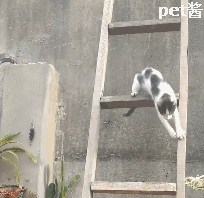 猫咪下楼梯,看的旁边的铲屎官心惊胆战,从来没有见过这么蠢的猫