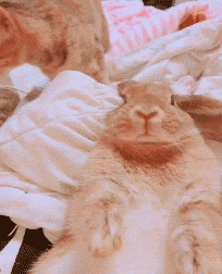 猫帮兔子舔耳朵,一直很认真,只是兔子全程这个表情,哈哈哈