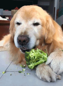 搞笑gif:这鞋藏的没谁了,新郎怕是少不了一翻苦战了