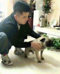 大开眼界, 原来这就叫狗仗人势!