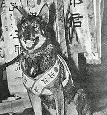狼青犬之起源,让更多人了解“非本土犬种”|捷克|狼|犬种_新浪新闻