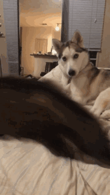 当场就愣住了的二哈:发生了啥事?剧本不对啊,它咋跑了呢?