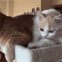 这猫平时帮另一只猫舔毛时还会咬对方耳朵让人看了流口水