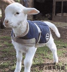 幽默搞笑动图:哼,我才不要理你!