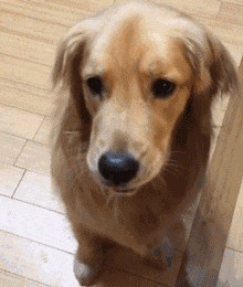 狗狗跟我护食就是没良心!