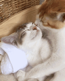 单身狗养猫千万不能养两只,不然