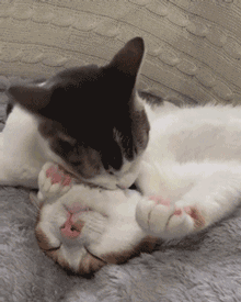 这波猫粮我先干为敬,你们随意[喵喵]   (特别声明:以上文章内容仅代表