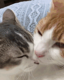 单身狗养猫千万不能养两只,不然
