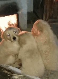 主人应该给它们弄一个暧的窝,那样它们就不用跑到灶台边烤火,同时也