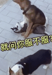 220_315gif 动态图 动图